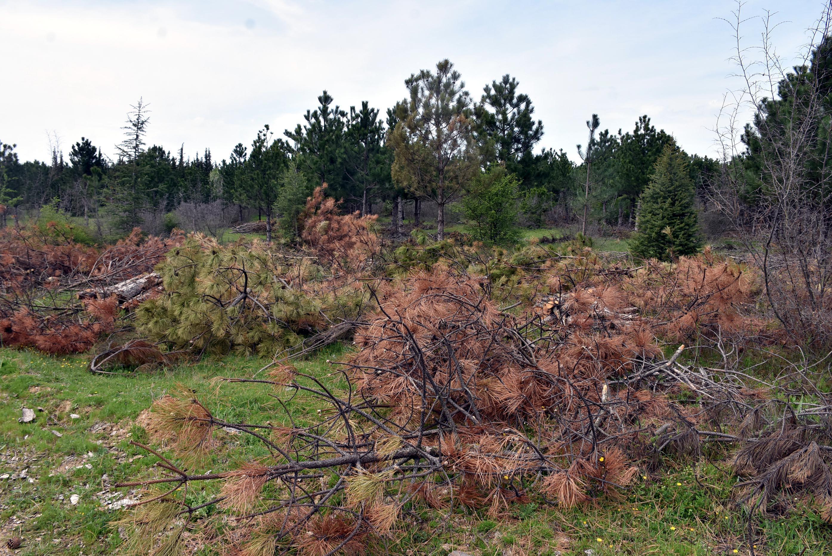 Türkiye ve Bulgaristan, sınırda kuruyan ormanlık alanları ağaçlandırıyor