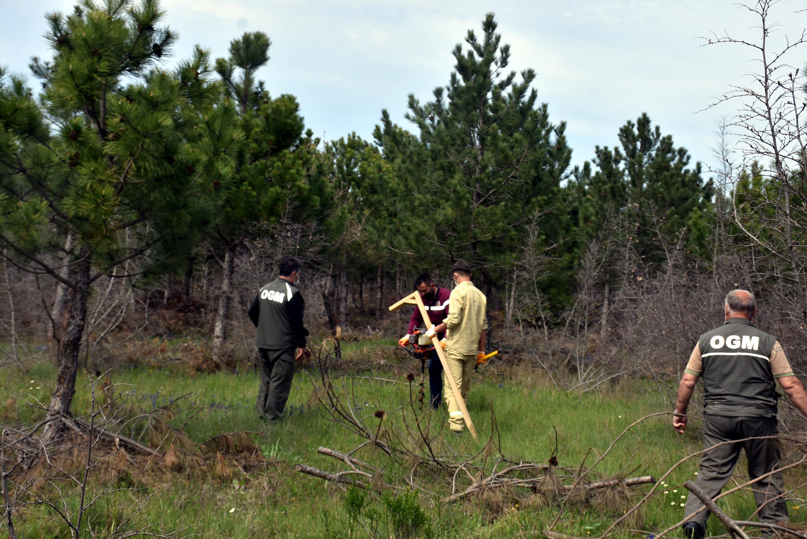Türkiye ve Bulgaristan, sınırda kuruyan ormanlık alanları ağaçlandırıyor
