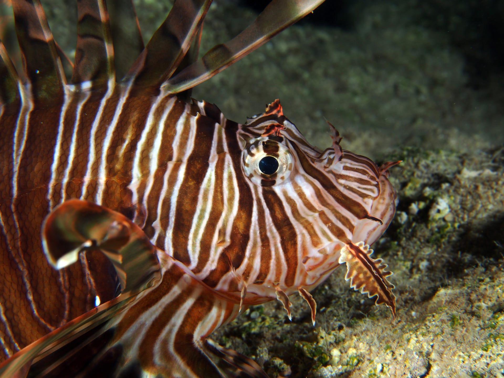 Dünyanın en kötü 100 istilacı türünden 14ü Türkiyede