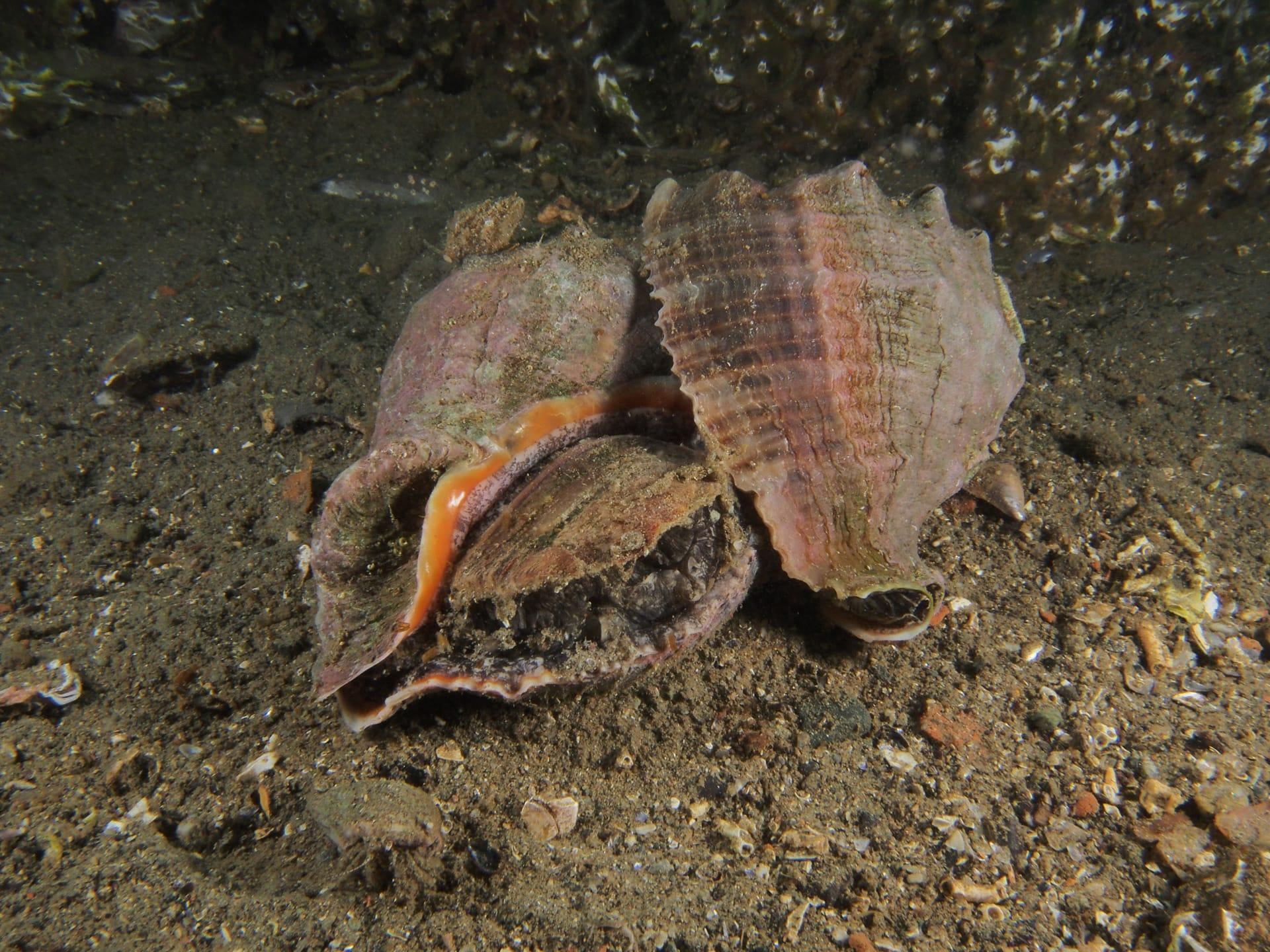 Dünyanın en kötü 100 istilacı türünden 14ü Türkiyede