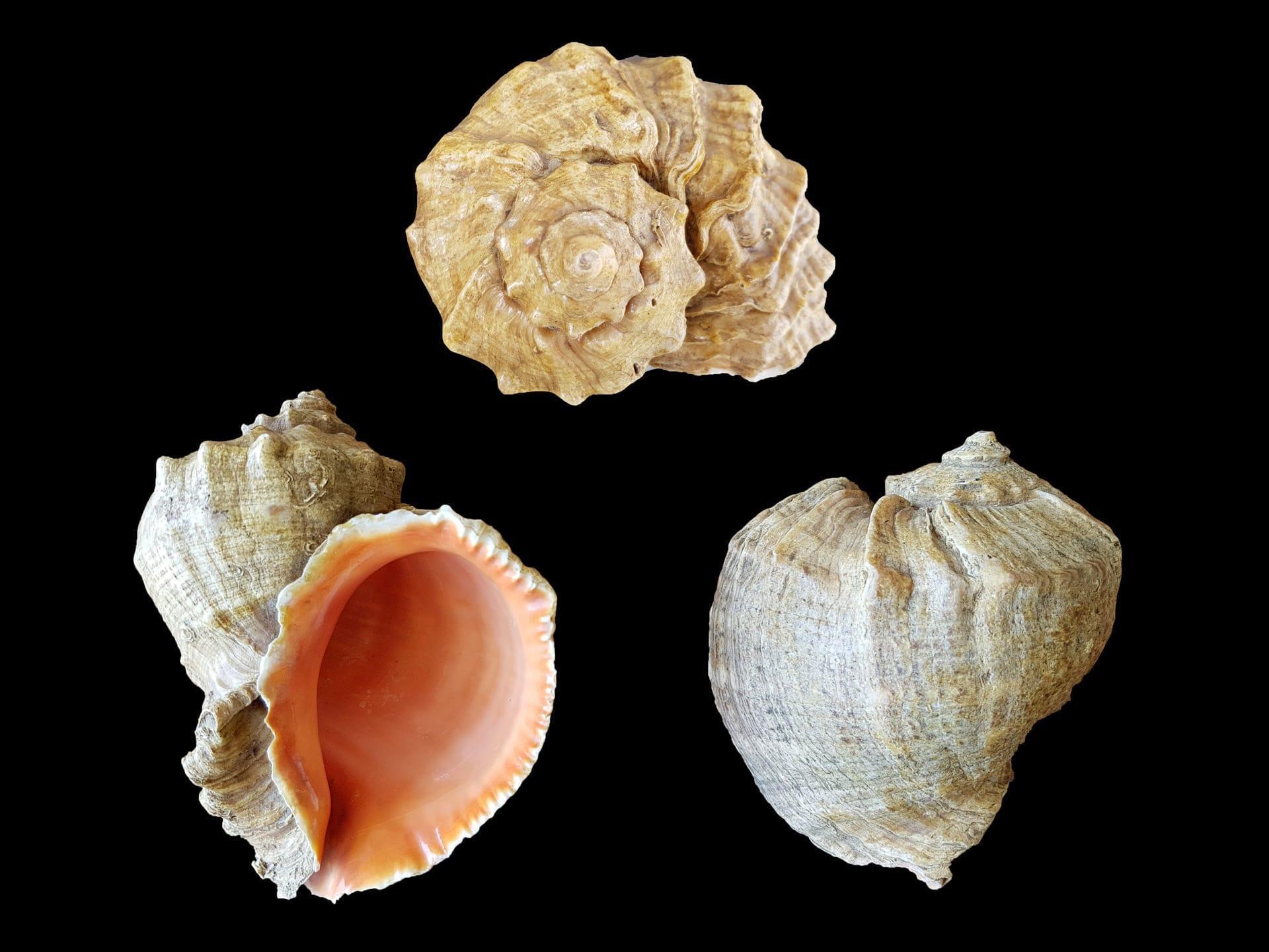 Dünyanın en kötü 100 istilacı türünden 14ü Türkiyede