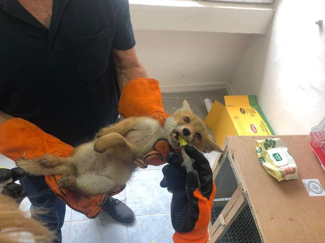 The fox, taken under protection a while ago in Canakkale is released into the wild
