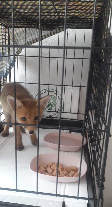 The fox, taken under protection a while ago in Canakkale is released into the wild