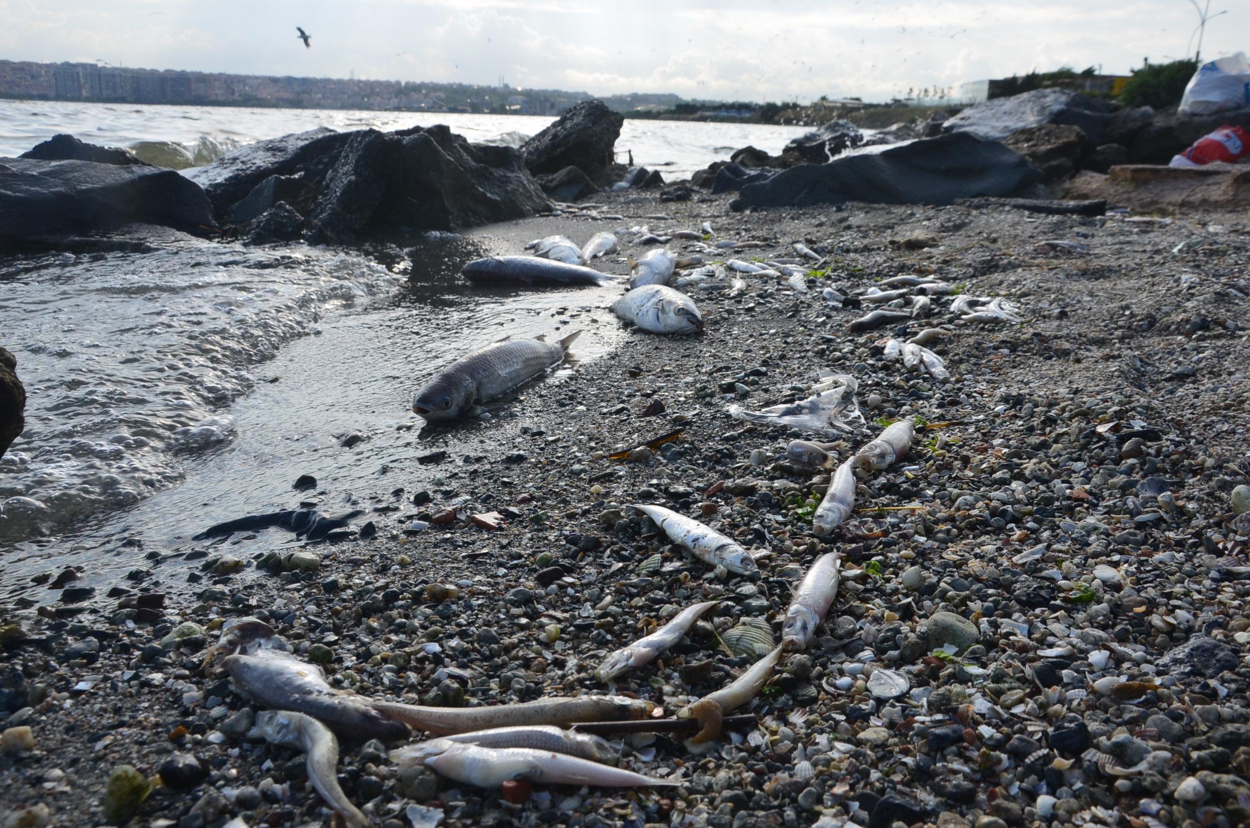 Küçükçekmece Gölü sahili ölü balık dolu