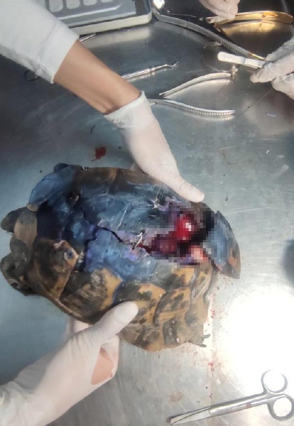 Kaplumbağanın kırılan kabuğu telle dikilip alçıya alındı