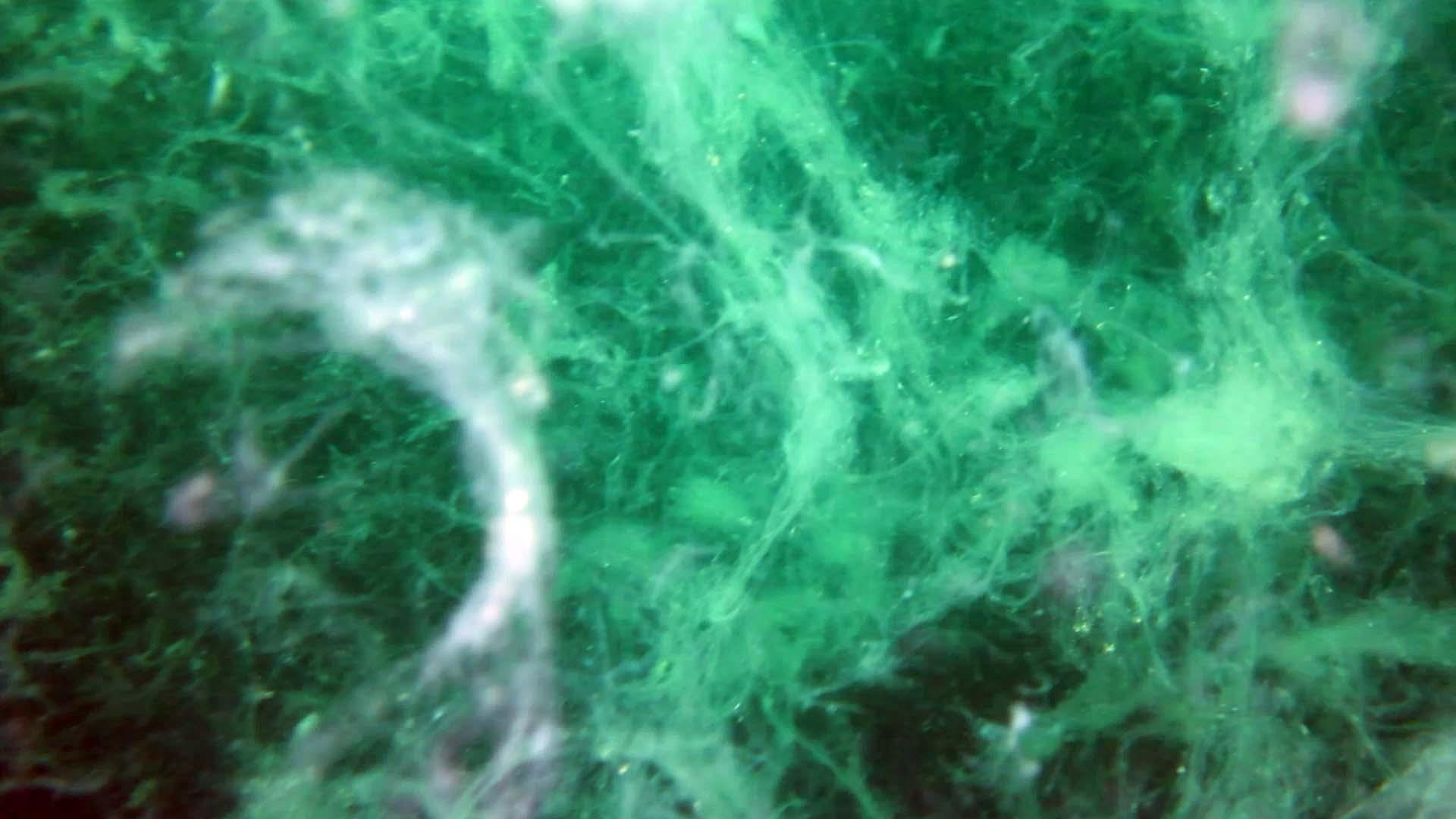 Deniz suyu ısındı, bakterilerin parçaladığı müsilaj azaldı