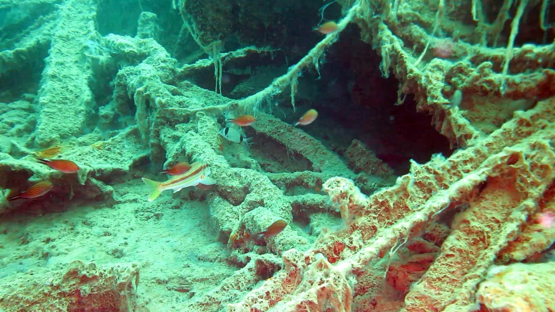 Deniz suyu ısındı, bakterilerin parçaladığı müsilaj azaldı