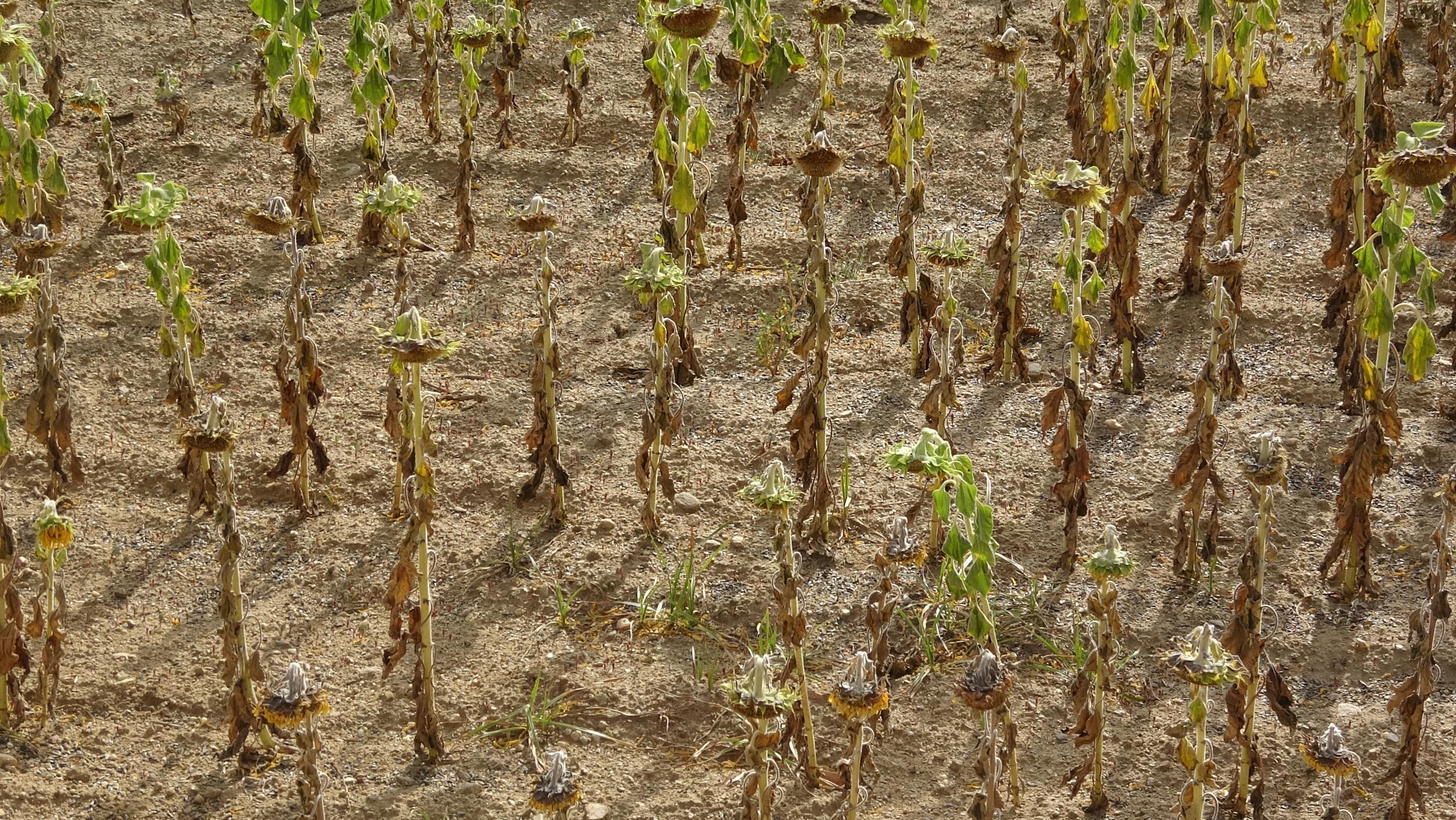 Çevrecilerden, Menderes için tehlike kapıda uyarısı