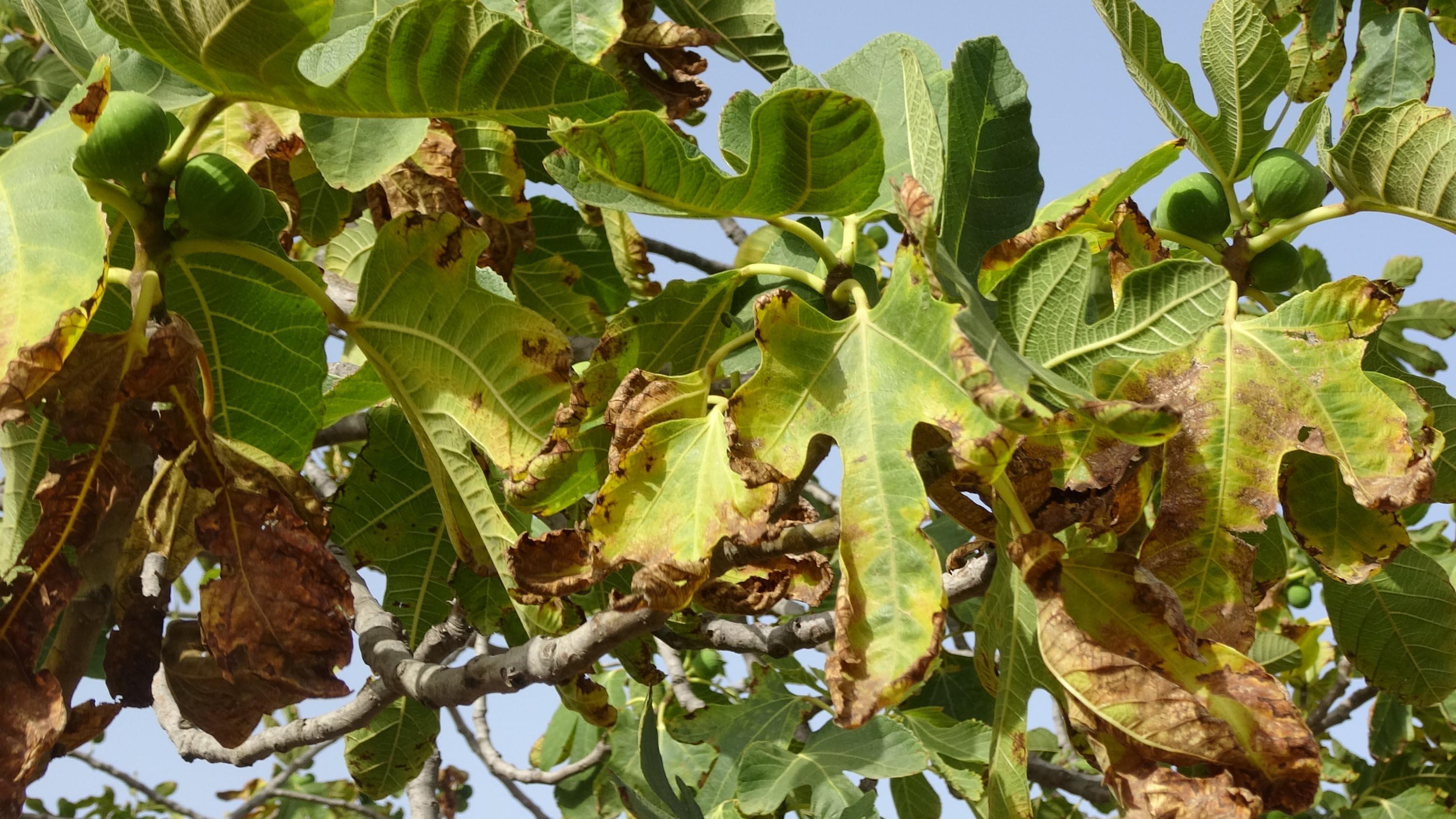 Çevrecilerden, Menderes için tehlike kapıda uyarısı