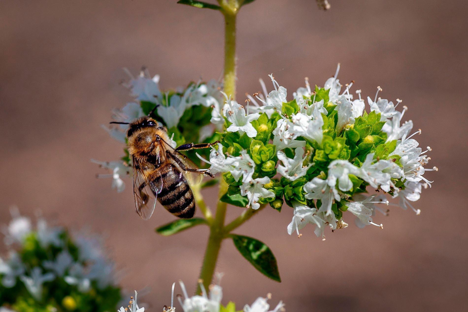 Doğada yetişen tıbbi ve aromatik bitkiler, bahçelerde çoğaltılıp bal ormanlarına dikiliyor