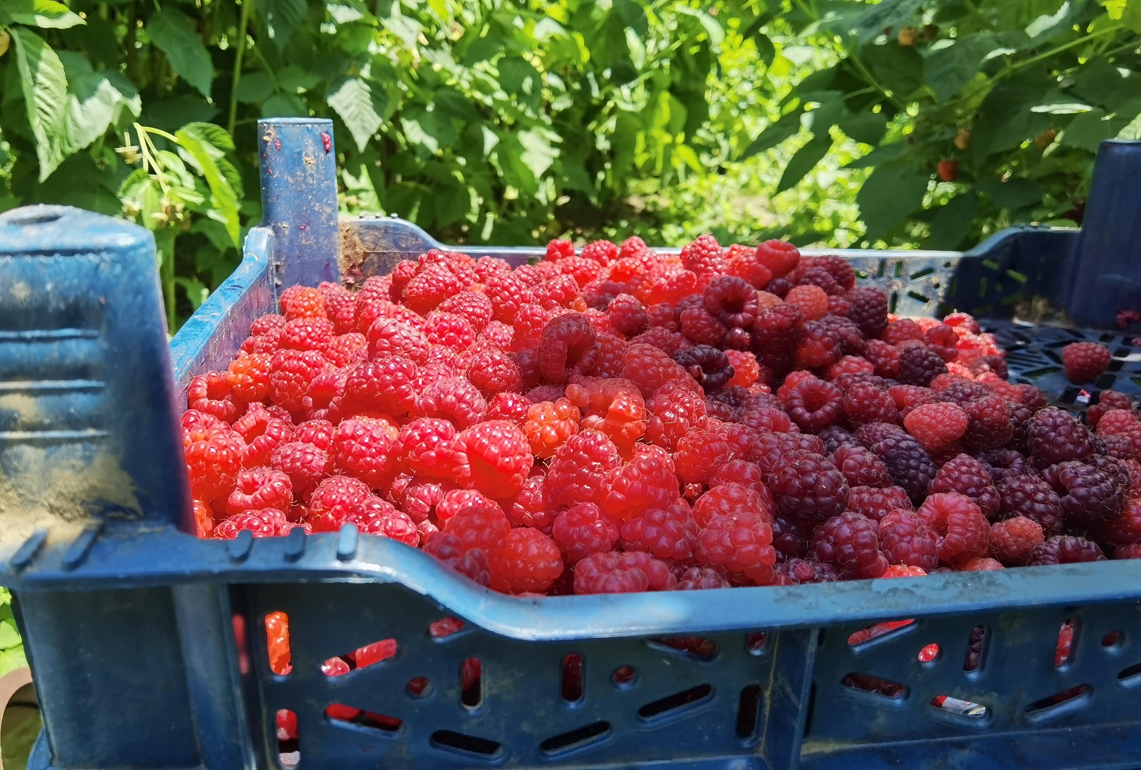 Bursada 1200 rakımlı dağların zirvesinde ahududu hasadı