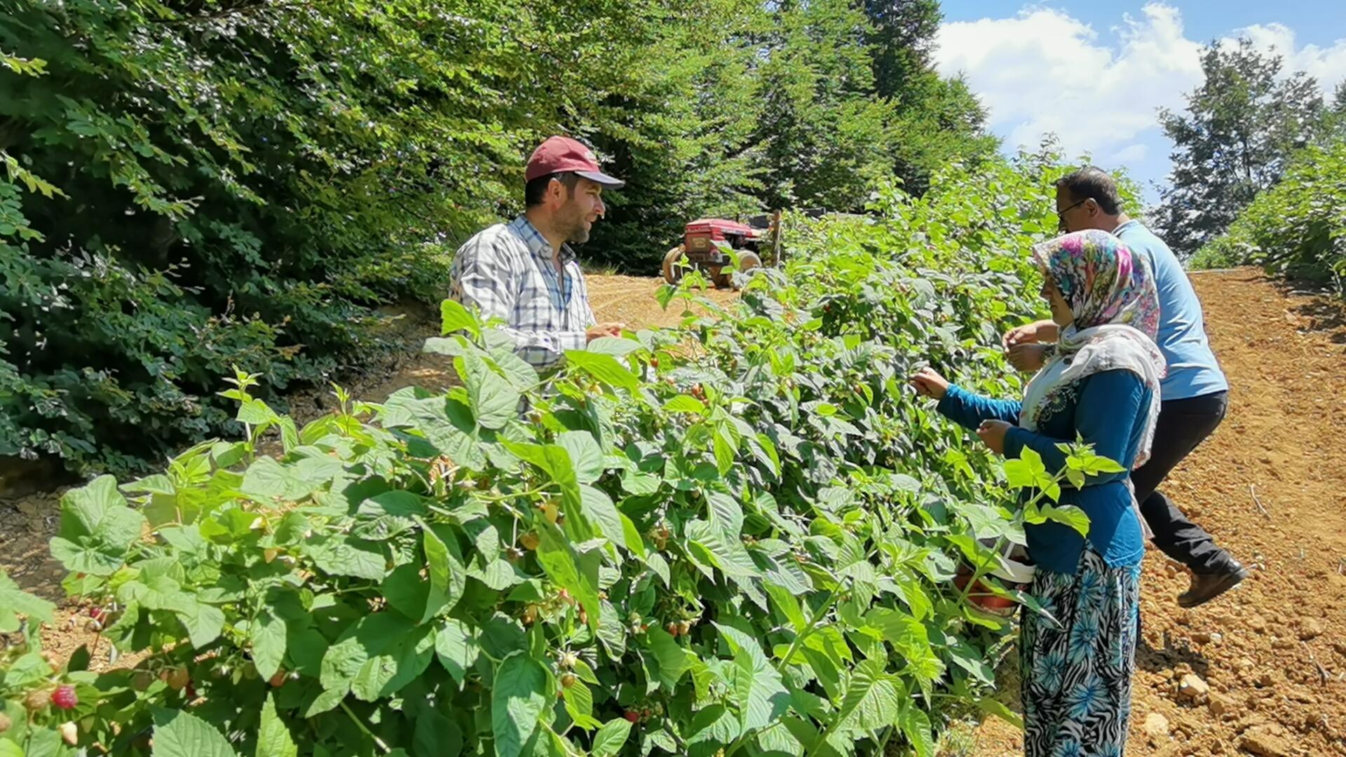 Bursada 1200 rakımlı dağların zirvesinde ahududu hasadı