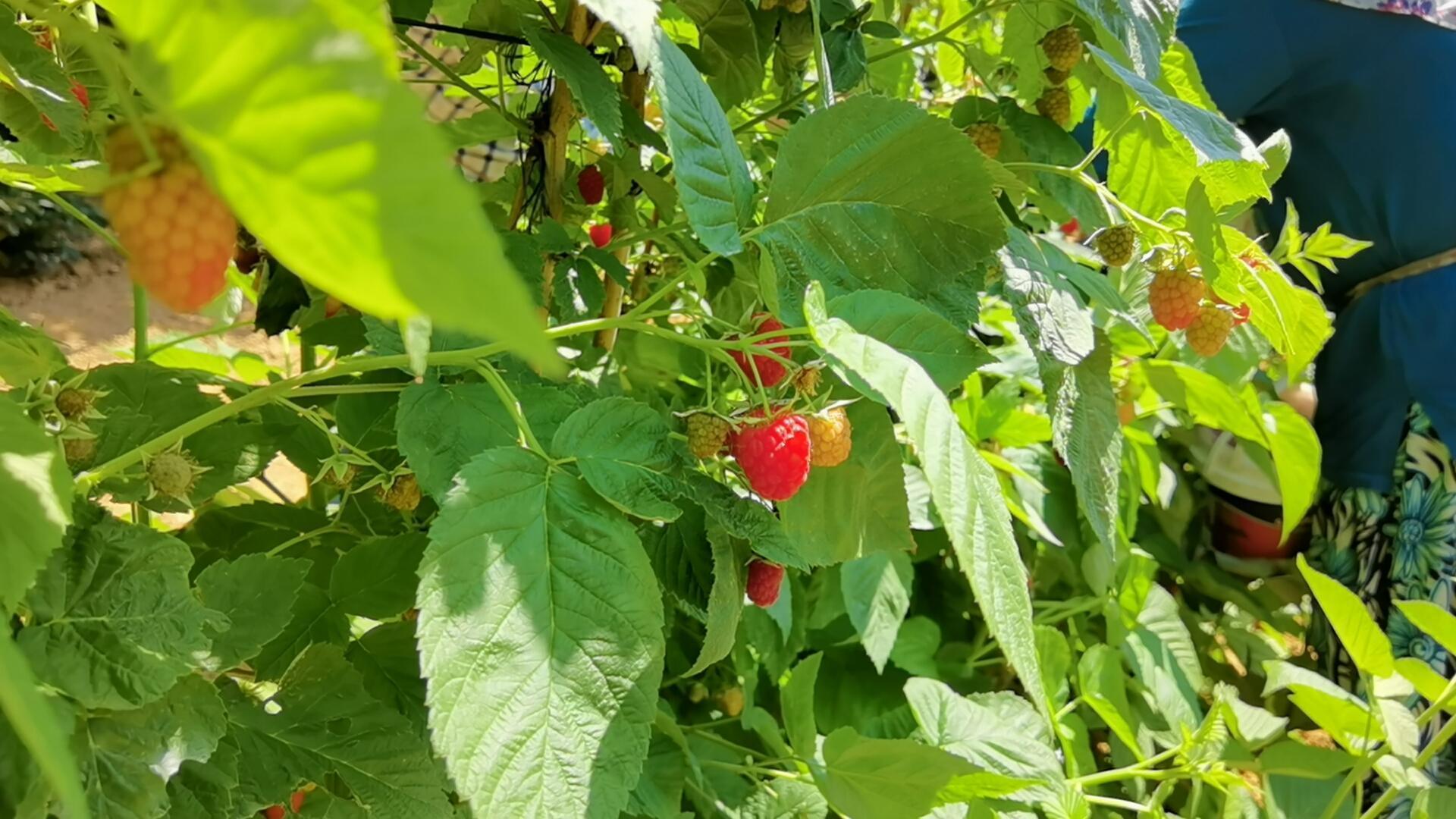Bursada 1200 rakımlı dağların zirvesinde ahududu hasadı