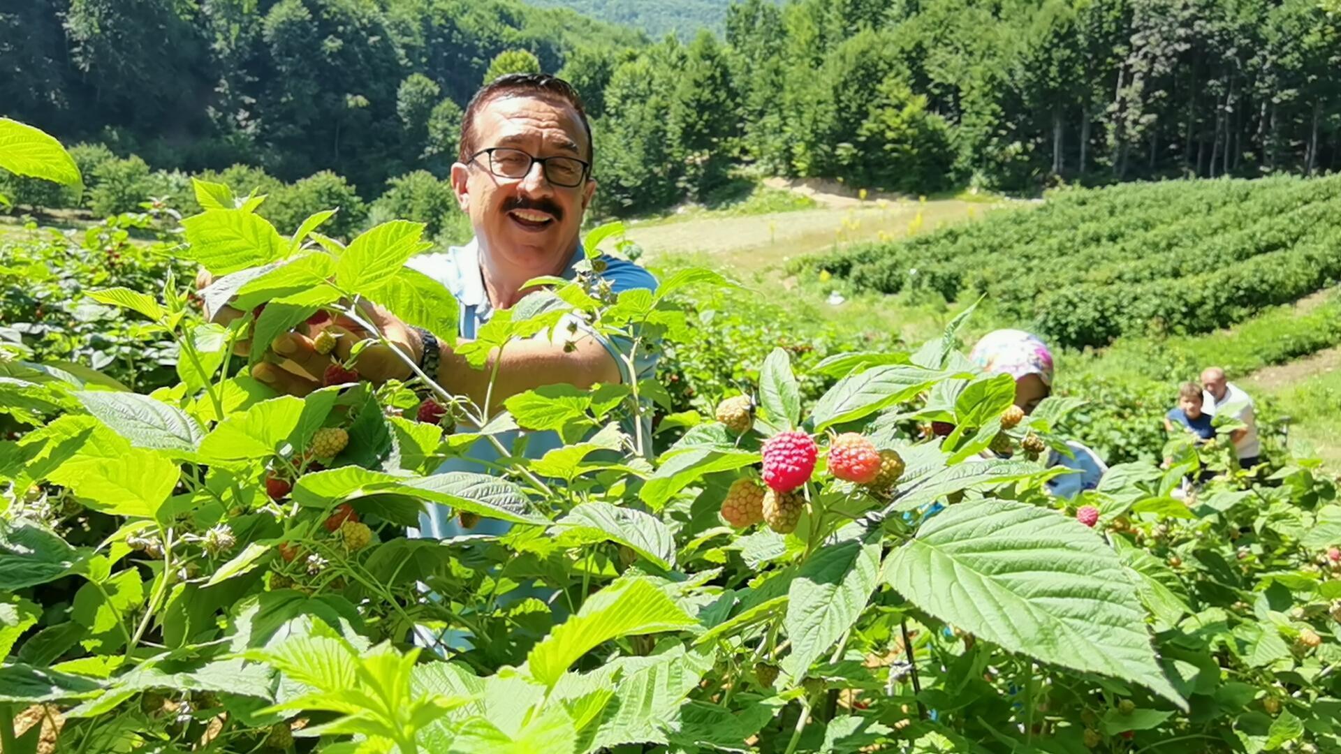 Bursada 1200 rakımlı dağların zirvesinde ahududu hasadı