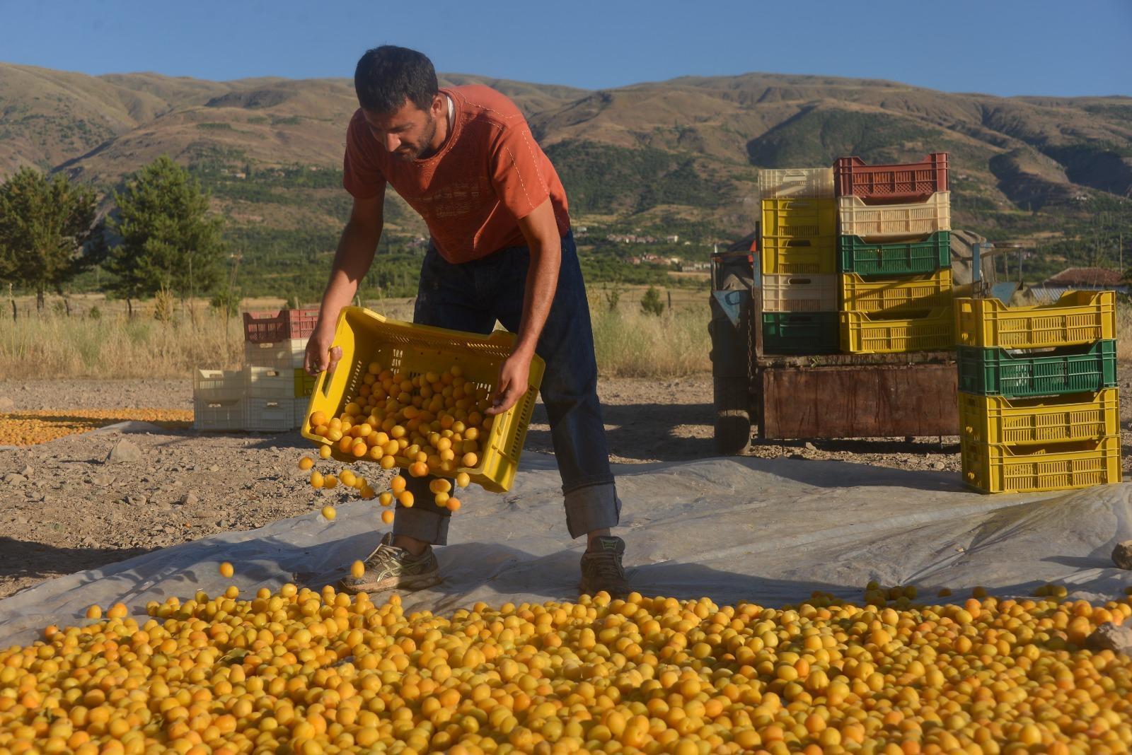 Malatyada 15 bin mevsimlik işçi ile kayısı hasadı