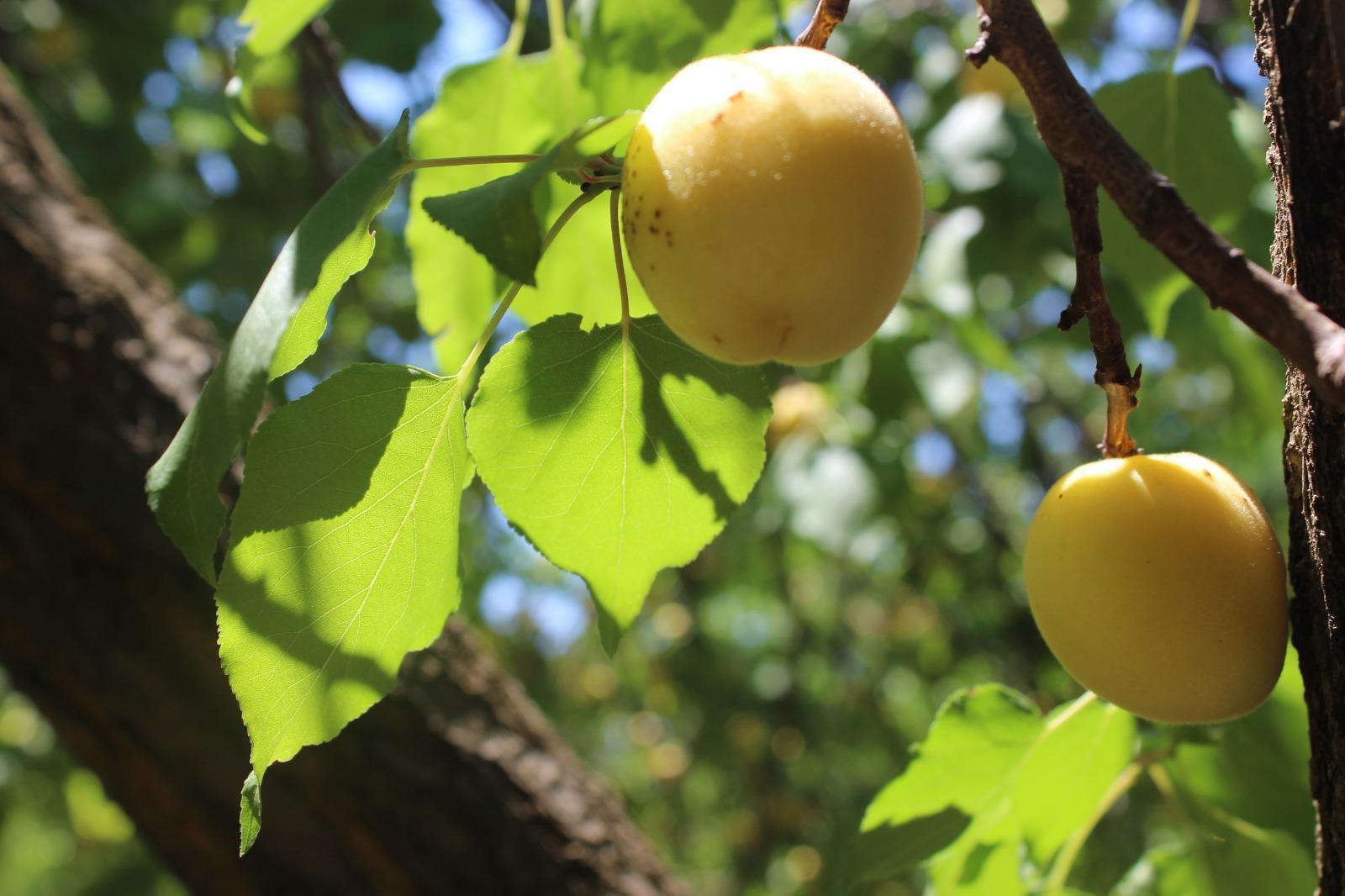 Malatyada 15 bin mevsimlik işçi ile kayısı hasadı