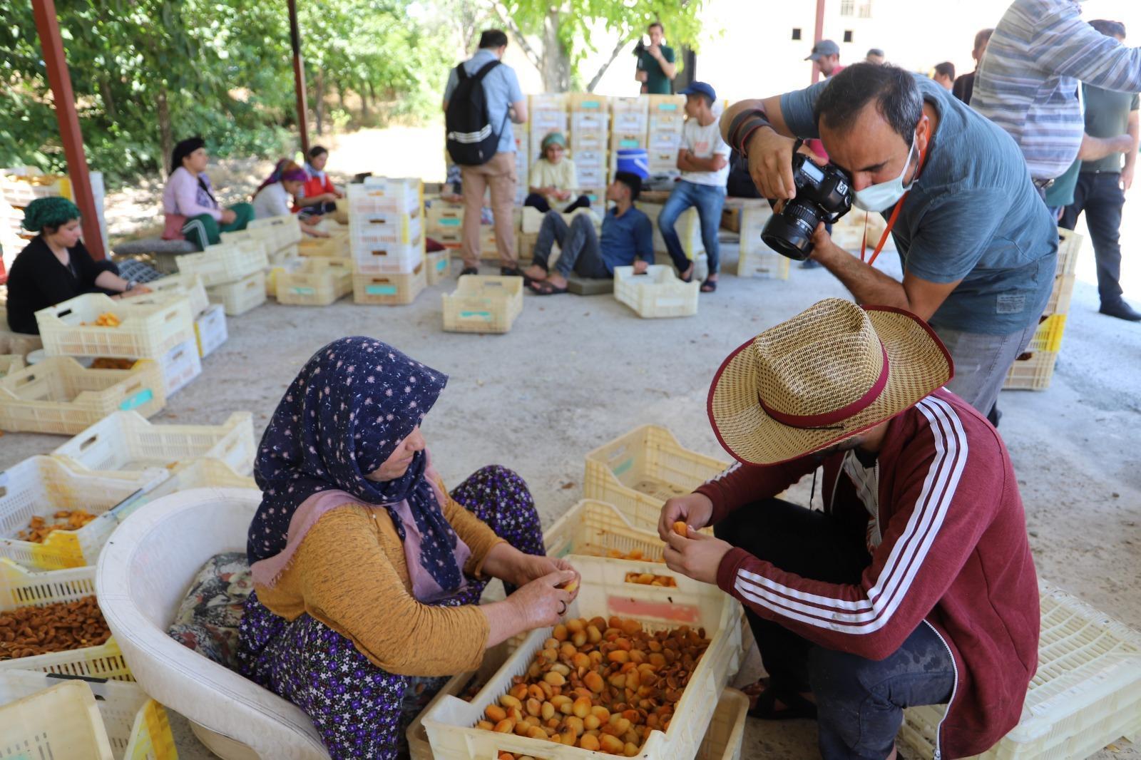Malatyada 15 bin mevsimlik işçi ile kayısı hasadı
