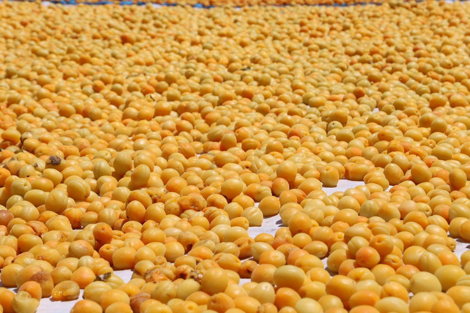 Malatyada 15 bin mevsimlik işçi ile kayısı hasadı