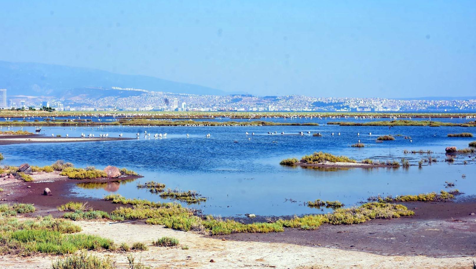 Gediz Deltasında aralarında flamingoların bulunduğu bazı kuş türleri ölü bulundu