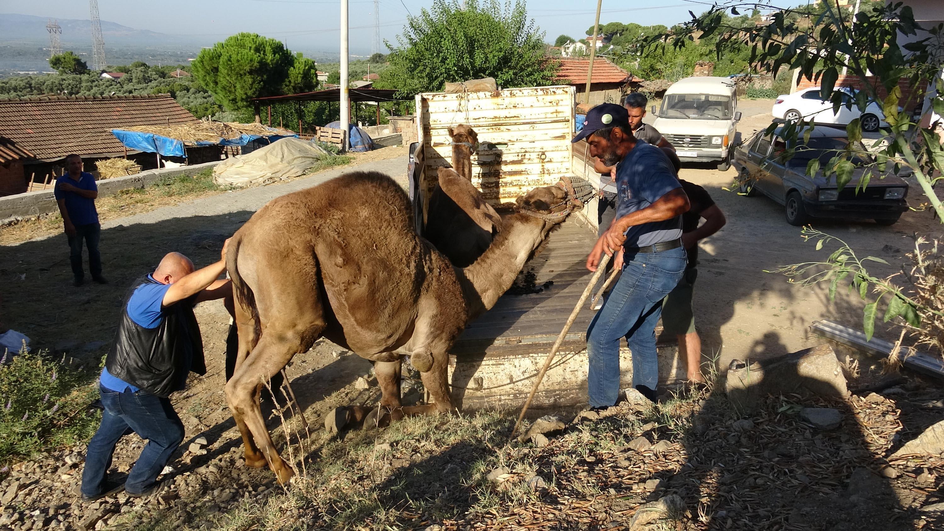 Kurbanlık develer, 25 bin liraya kadar alıcı buluyor