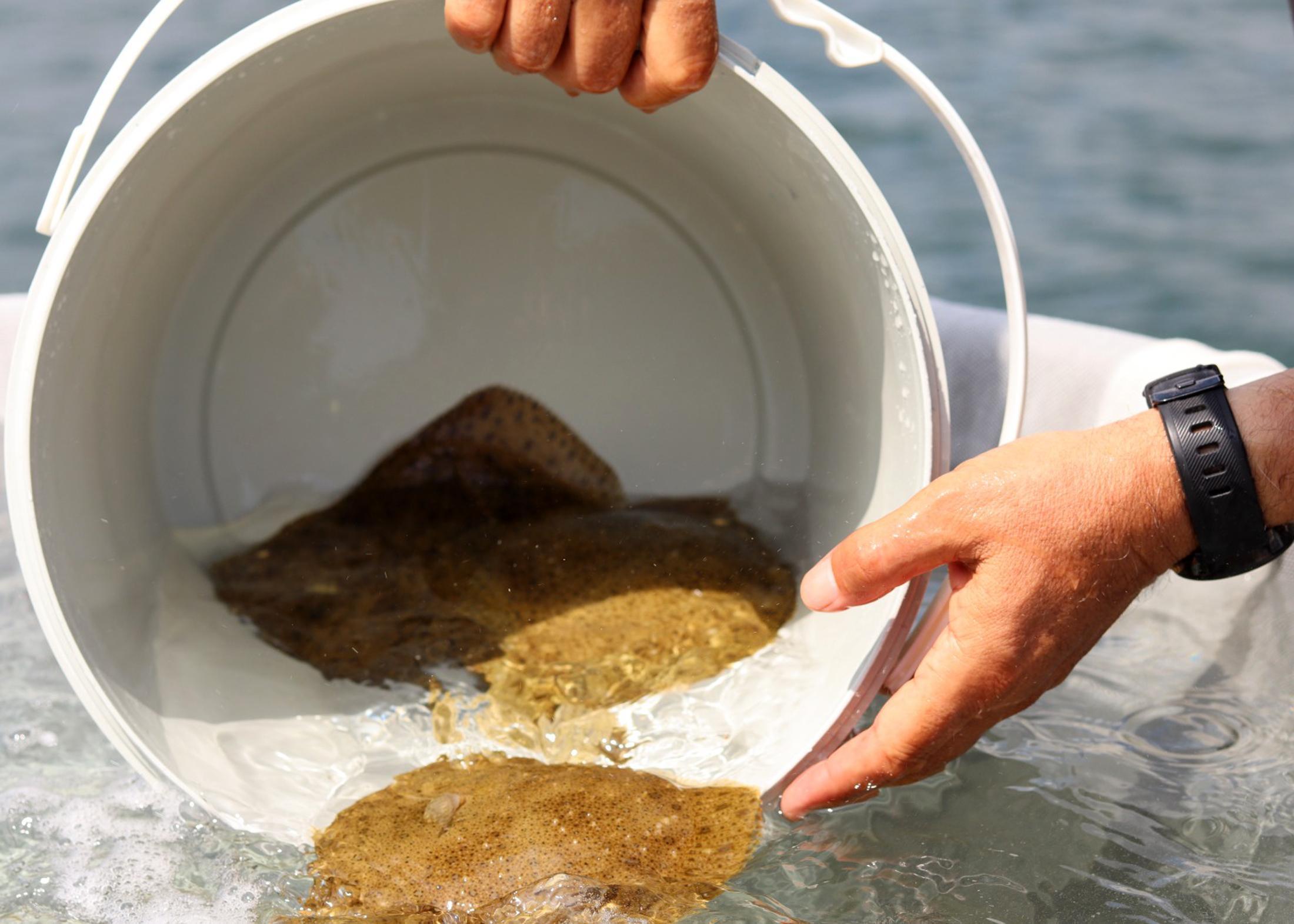 Marmaranın balıkları Antalyadan