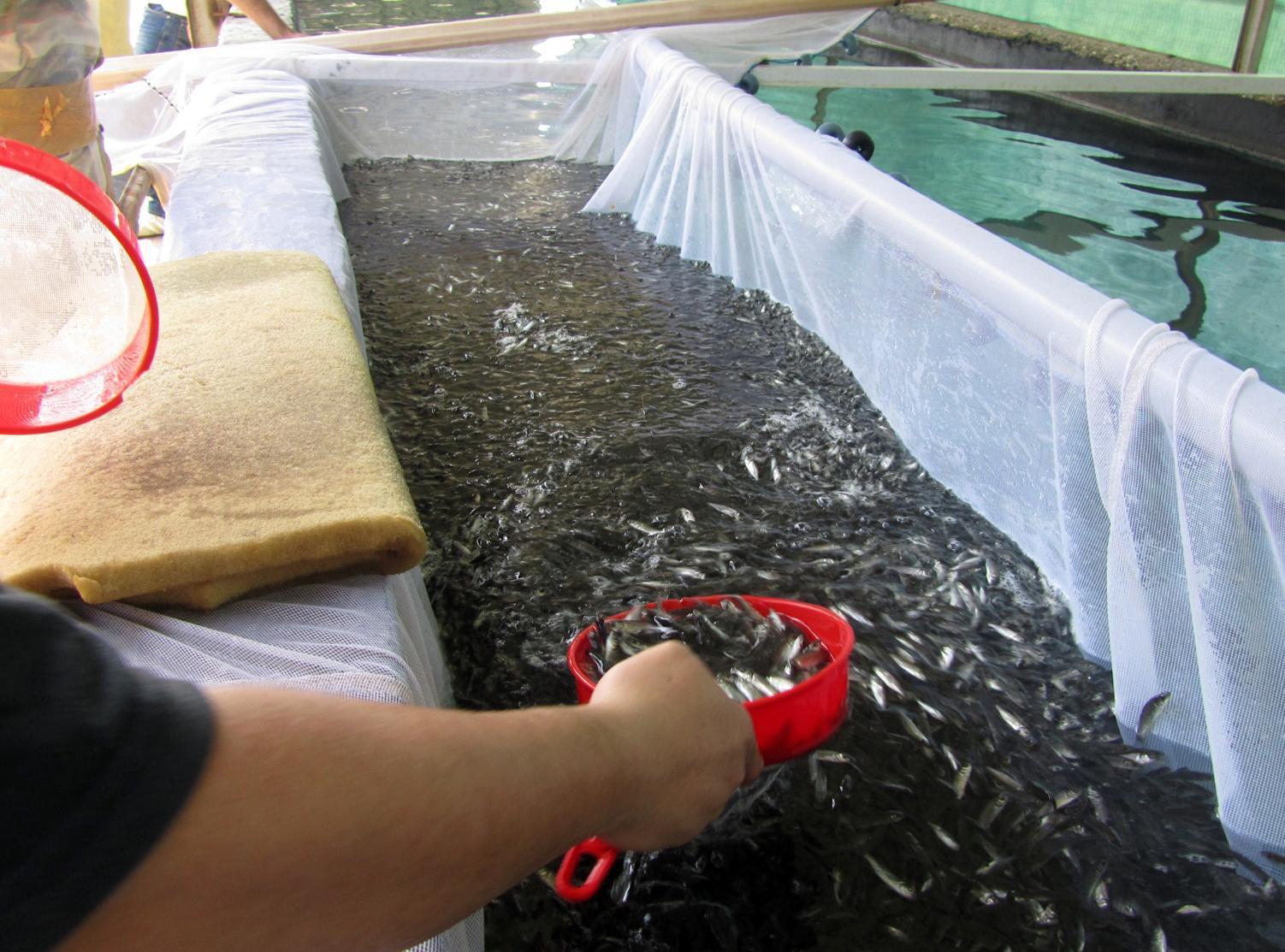 Marmaranın balıkları Antalyadan