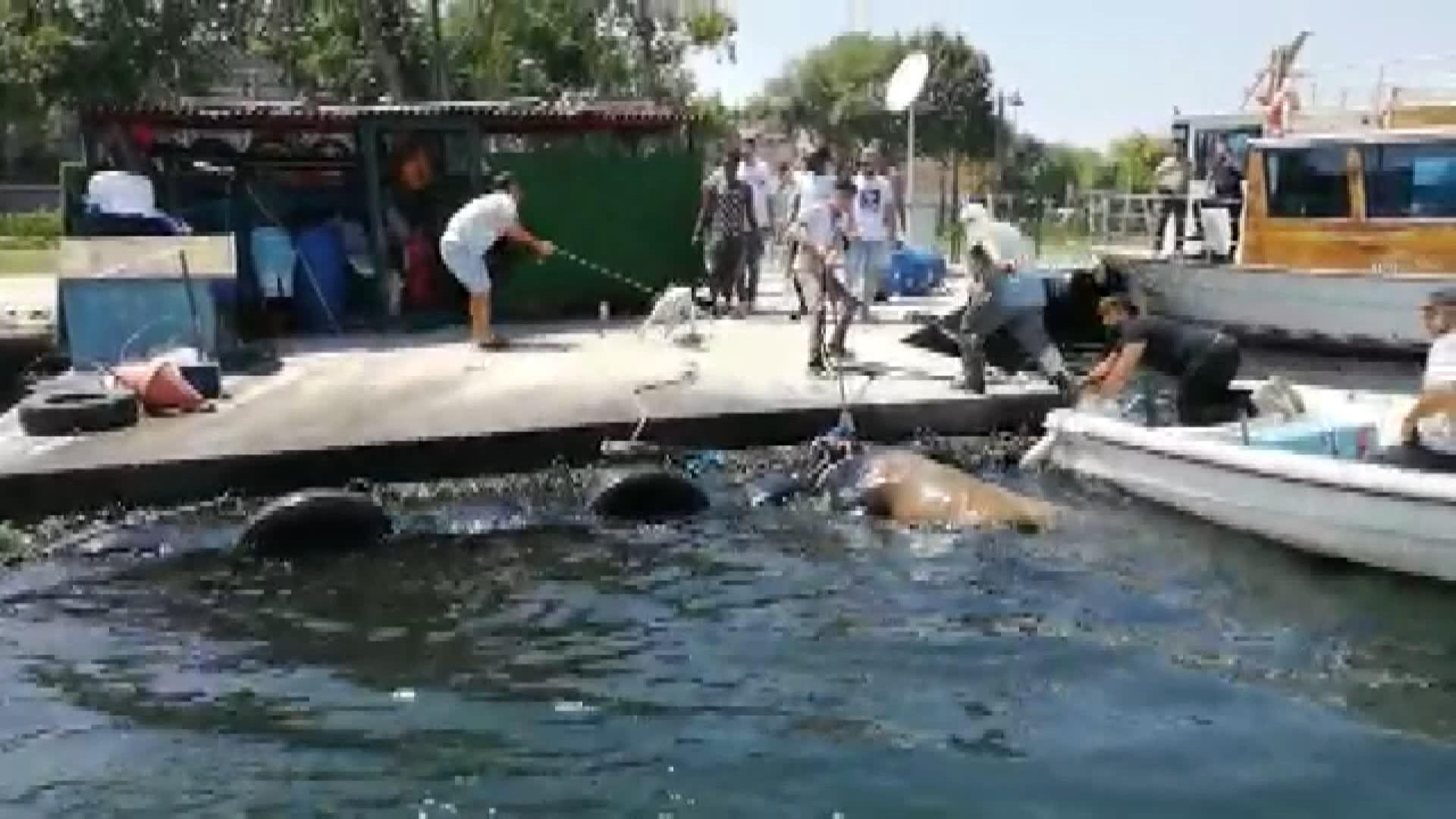 Haliçte kurbanlık dana paniği Balata doğru yüzerken böyle yakalandı