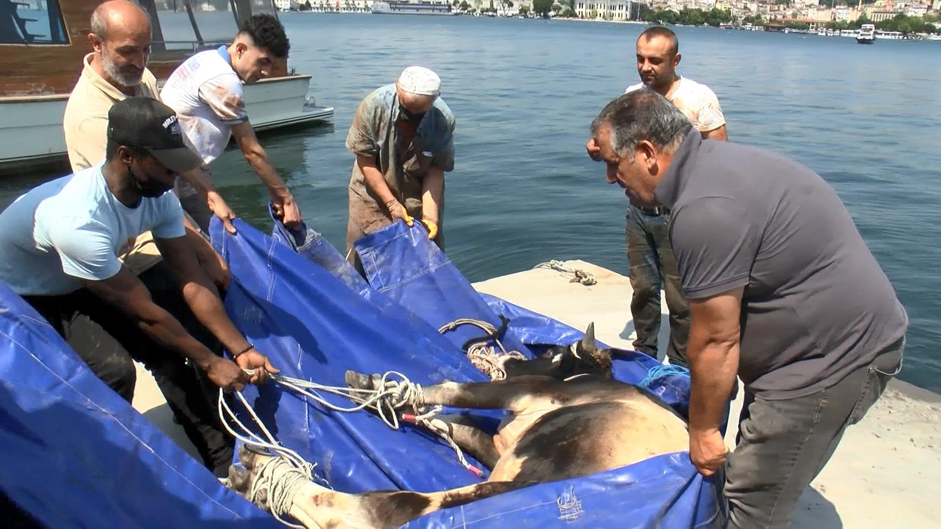 Haliçte kurbanlık dana paniği Balata doğru yüzerken böyle yakalandı