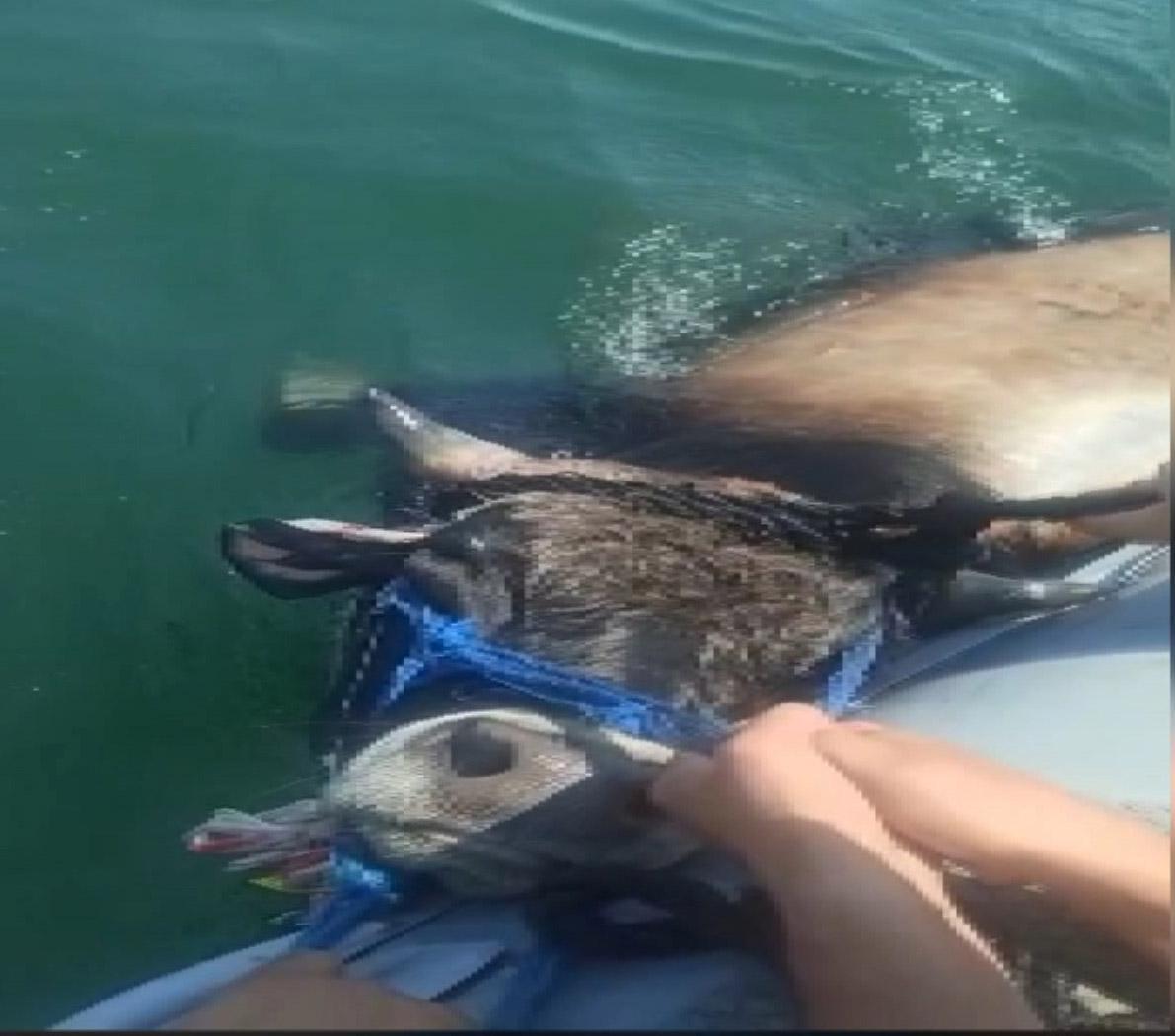 Haliçte kurbanlık dana paniği Balata doğru yüzerken böyle yakalandı