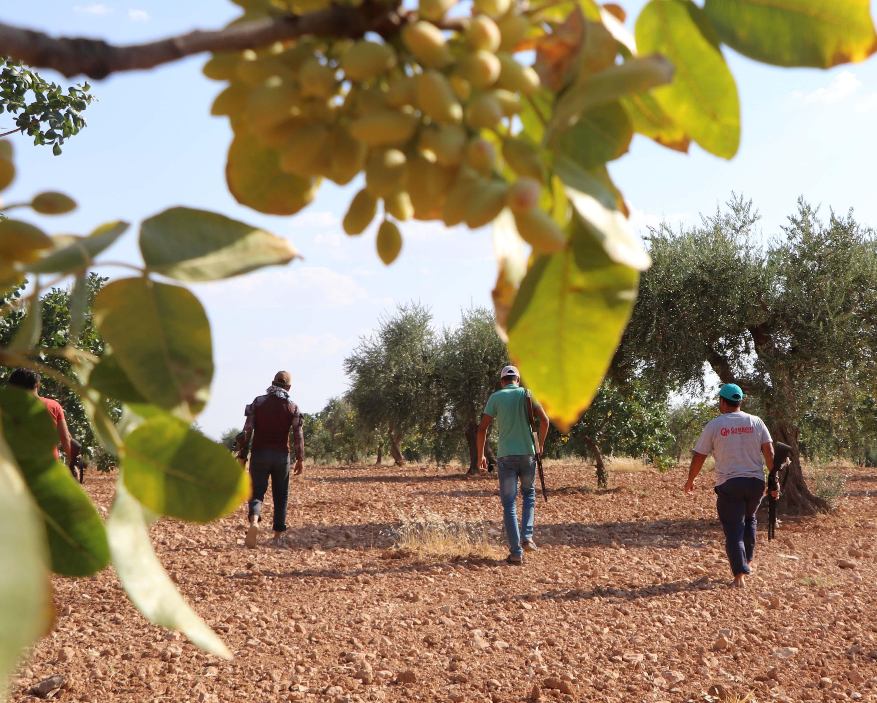 Elde tüfek, Antep fıstığı nöbeti
