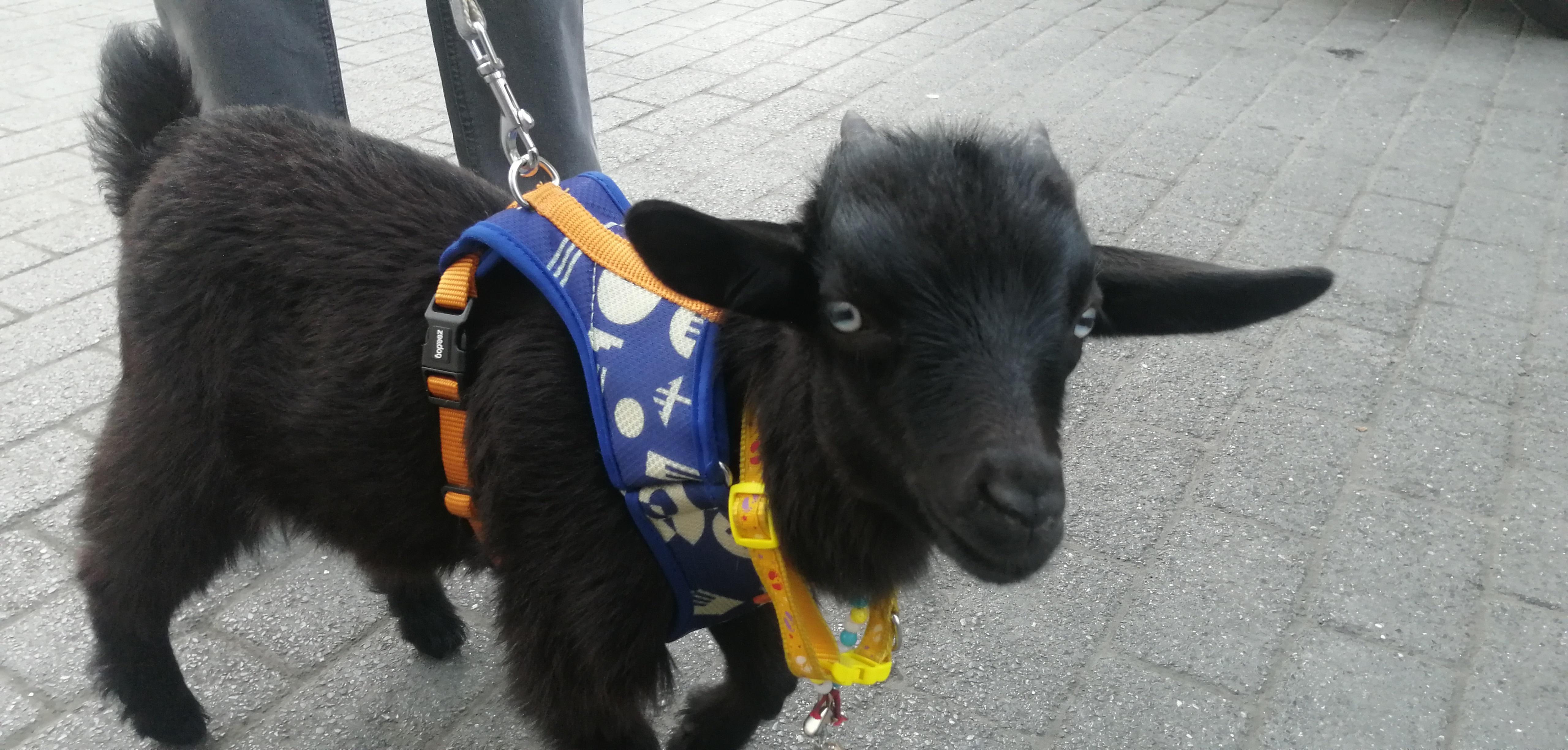 Sahiplendiği cüce keçiye bebek bezi giydirip gezdiriyor