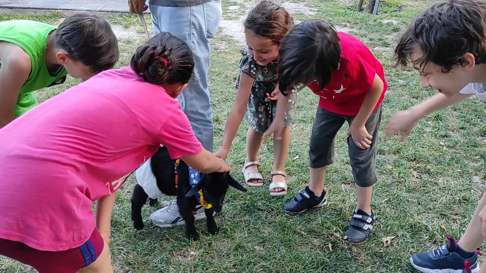 Sahiplendiği cüce keçiye bebek bezi giydirip gezdiriyor