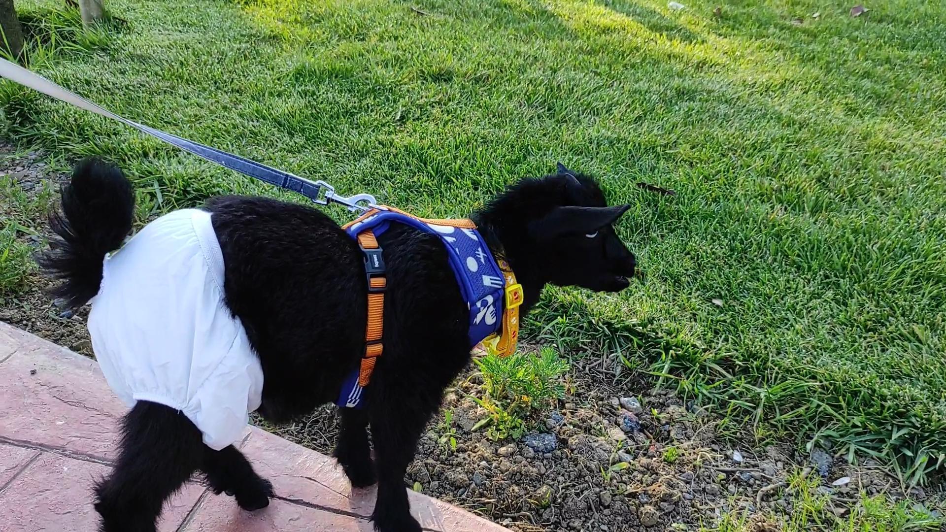 Sahiplendiği cüce keçiye bebek bezi giydirip gezdiriyor