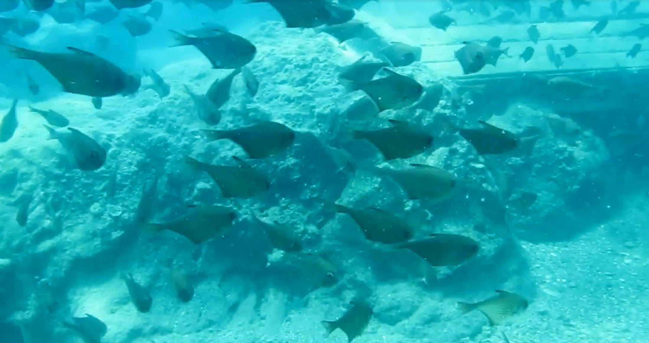 Kızıldenizden, Akdenize göçen balık türü 65e çıktı