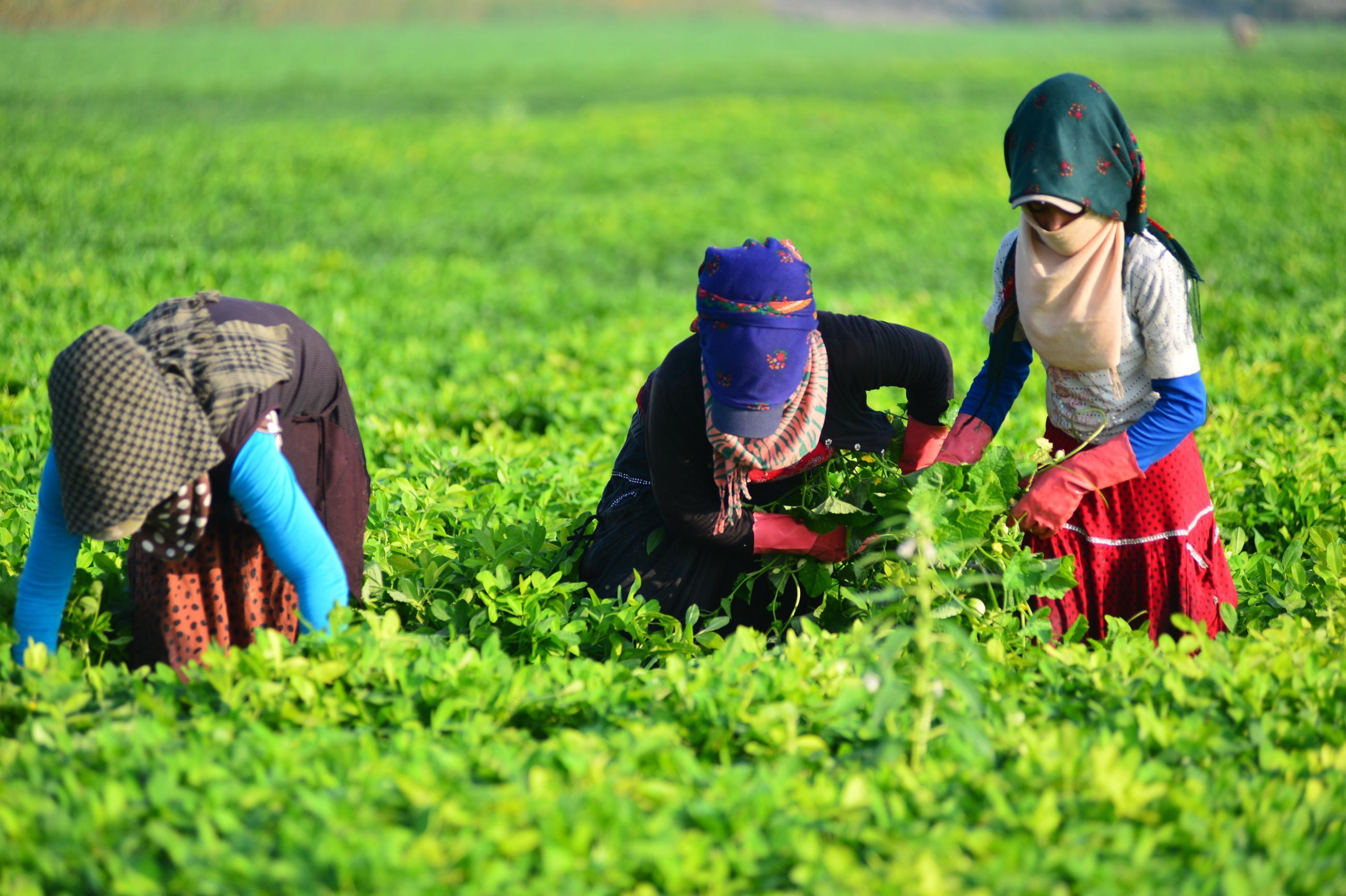 The unsung heroes of agriculture welcomed the Eid al-Adha by working in the heat of Adana