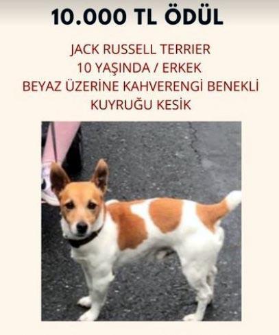 Kayıp köpeğini bulana 10 bin TL ödül verecek