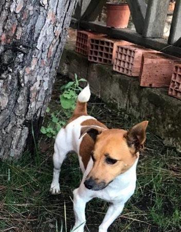 Kayıp köpeğini bulana 10 bin TL ödül verecek