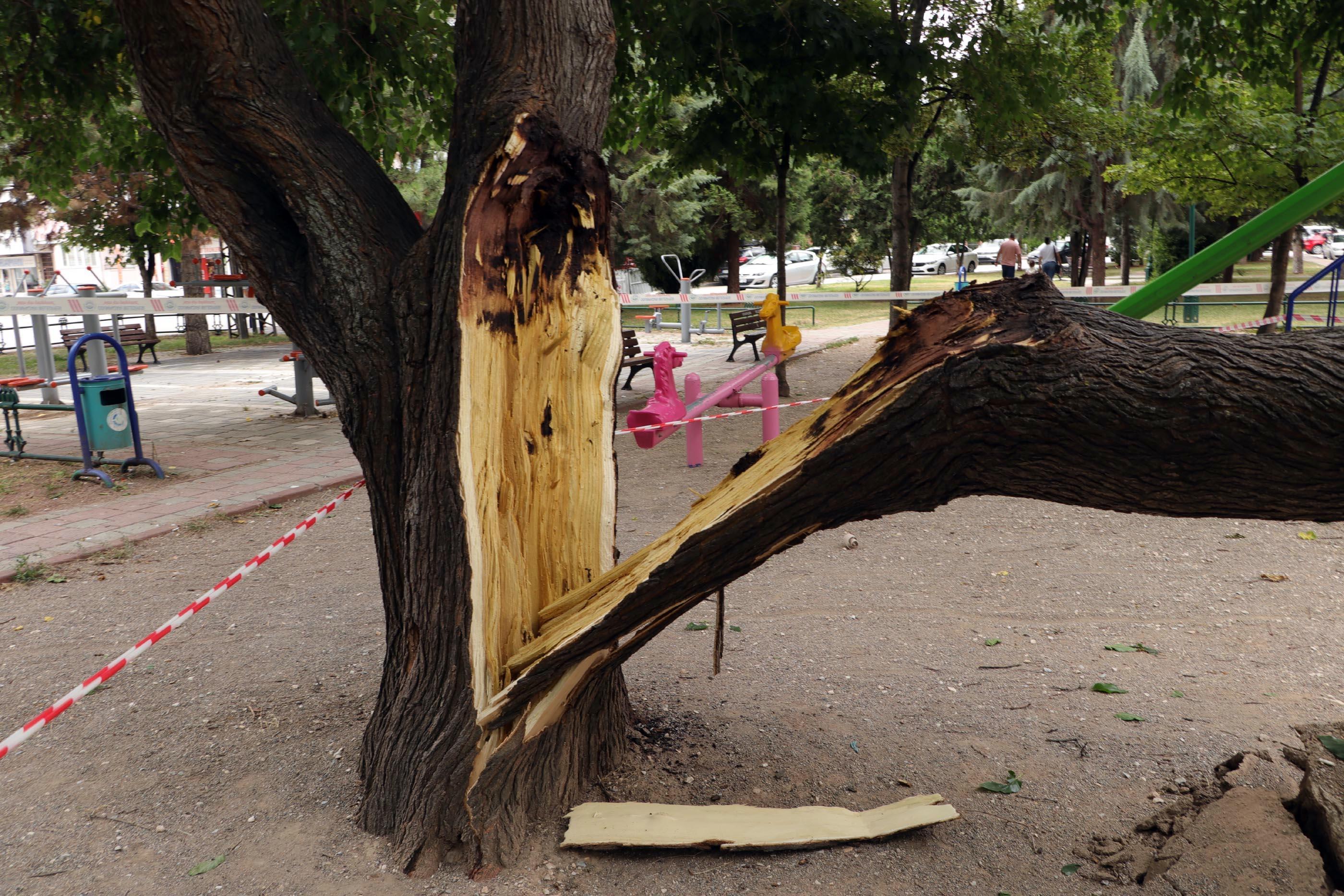 Çocuk parkındaki dut ağacı salıncakların üzerine devrildi