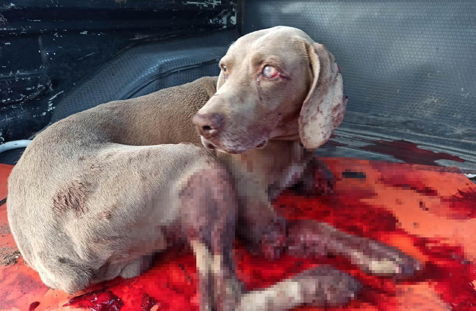 Güvercinlerine saldıran köpeğini öldürdü