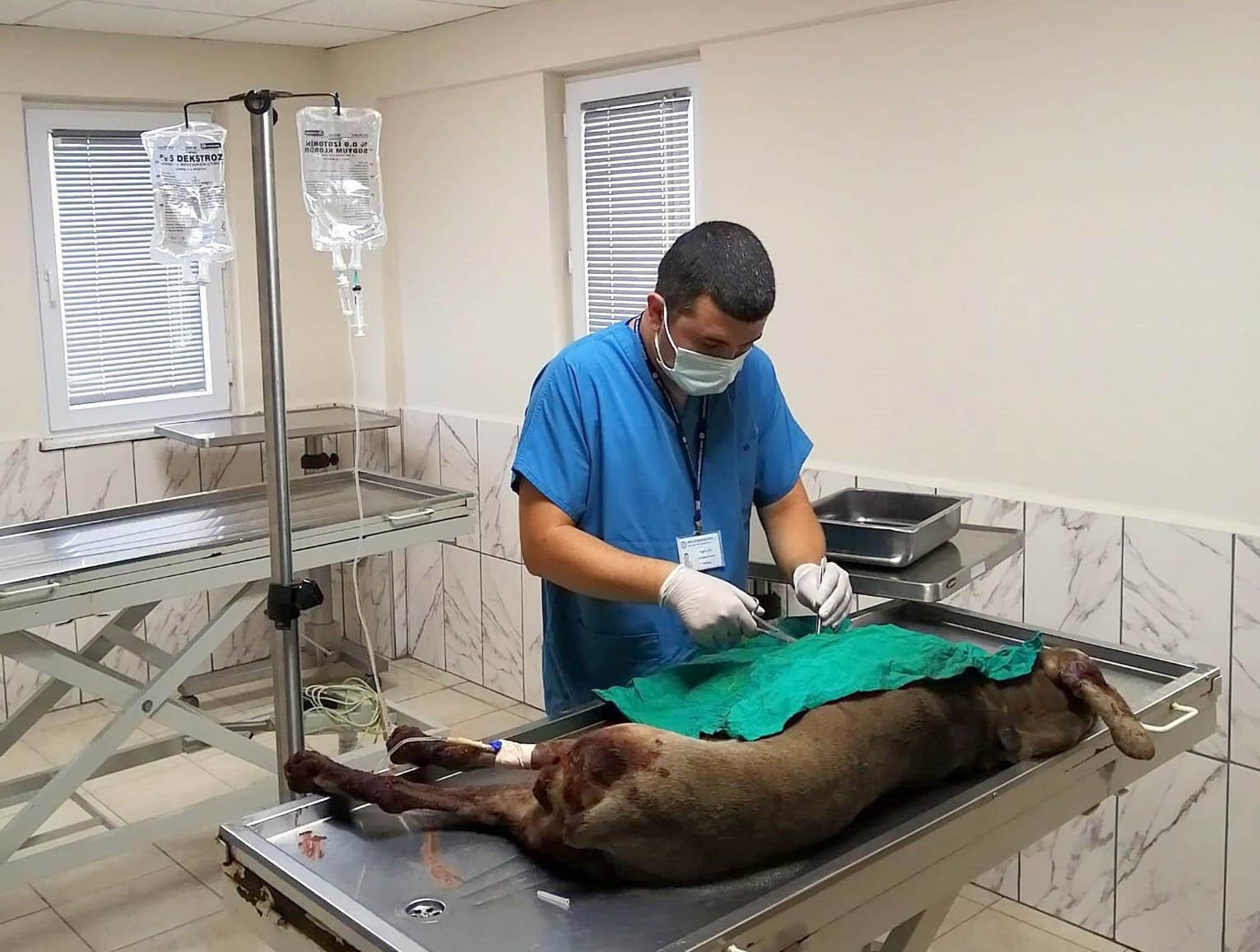 Güvercinlerine saldıran köpeğini öldürdü