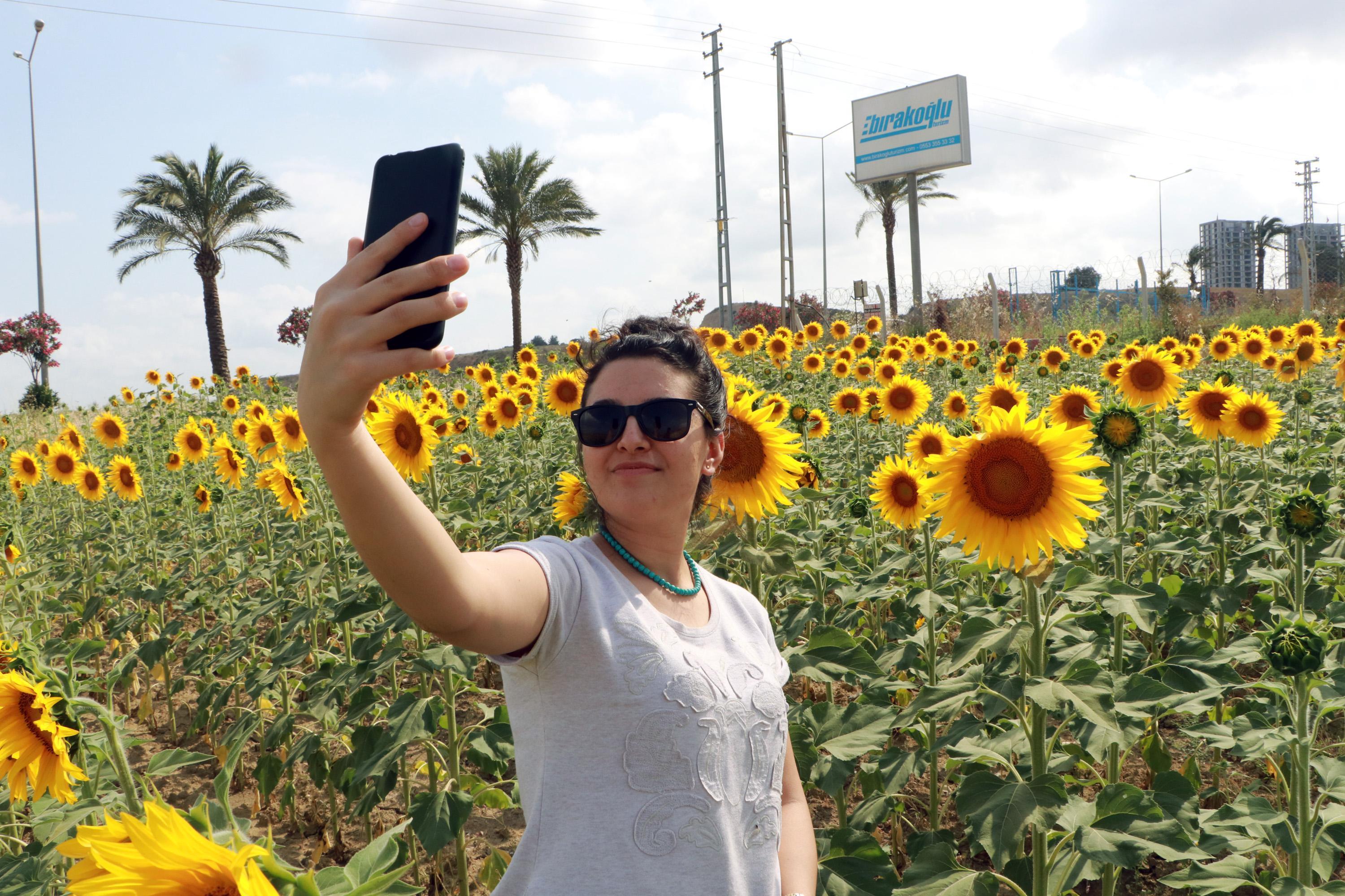 Rekoltedeki yüksek beklenti ayçiçeği yağı fiyatlarını düşürecek