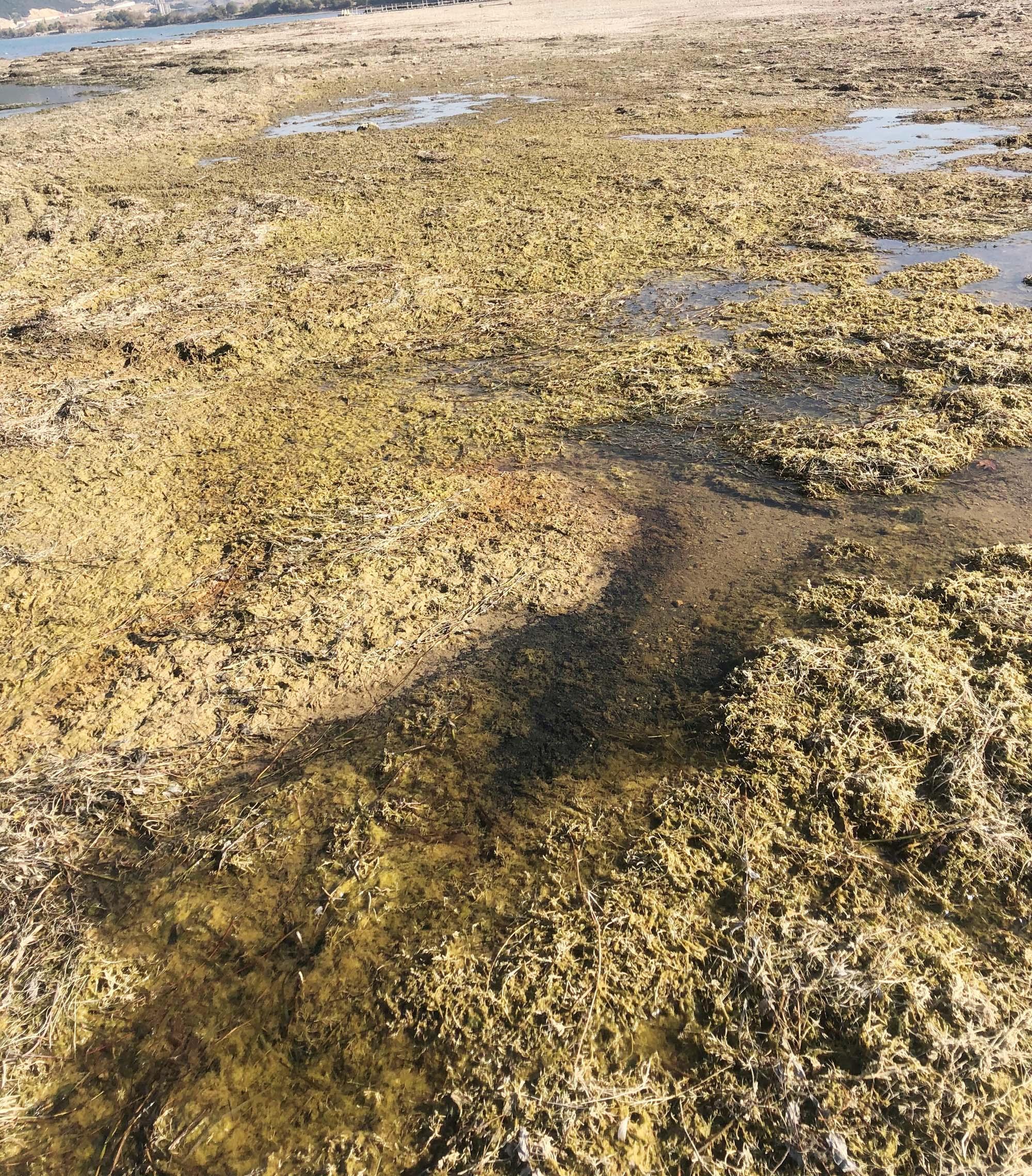 Eber Gölü pişmanlığı: Hiç bitmez, tükenmez sandık, o da canlıymış bilemedik