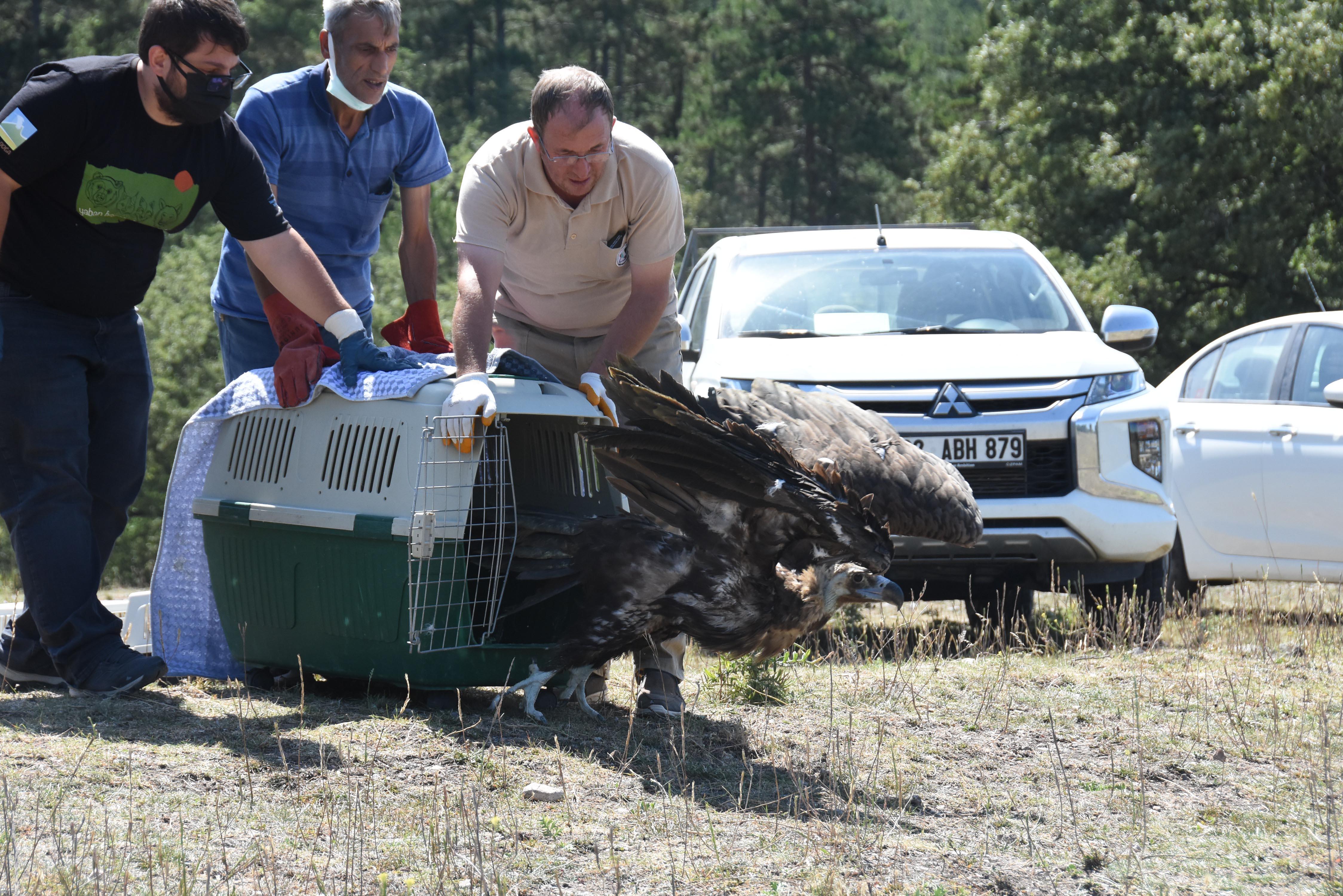 Kara akbabalar, en çok zehirlenerek ölüyor
