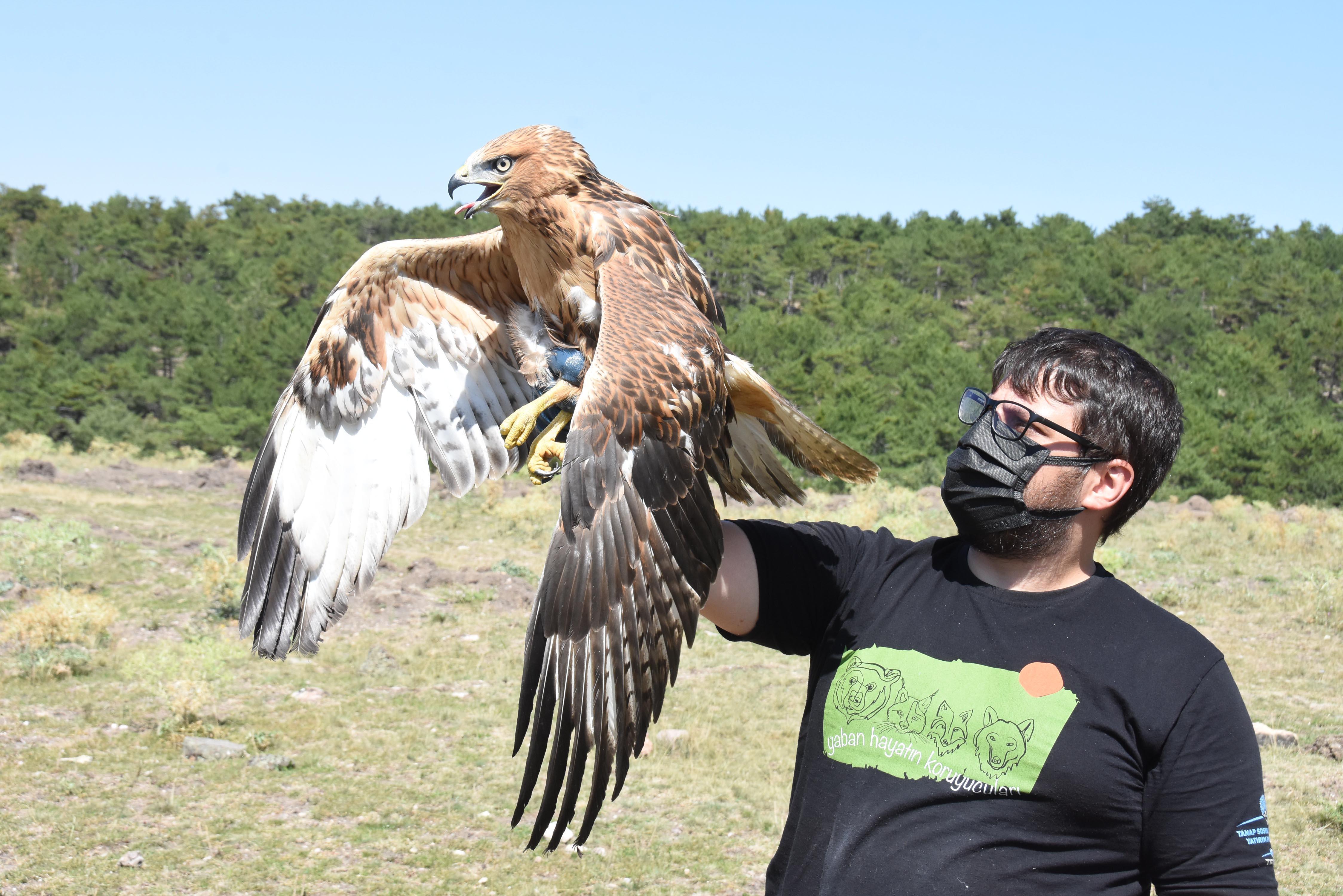 Kara akbabalar, en çok zehirlenerek ölüyor