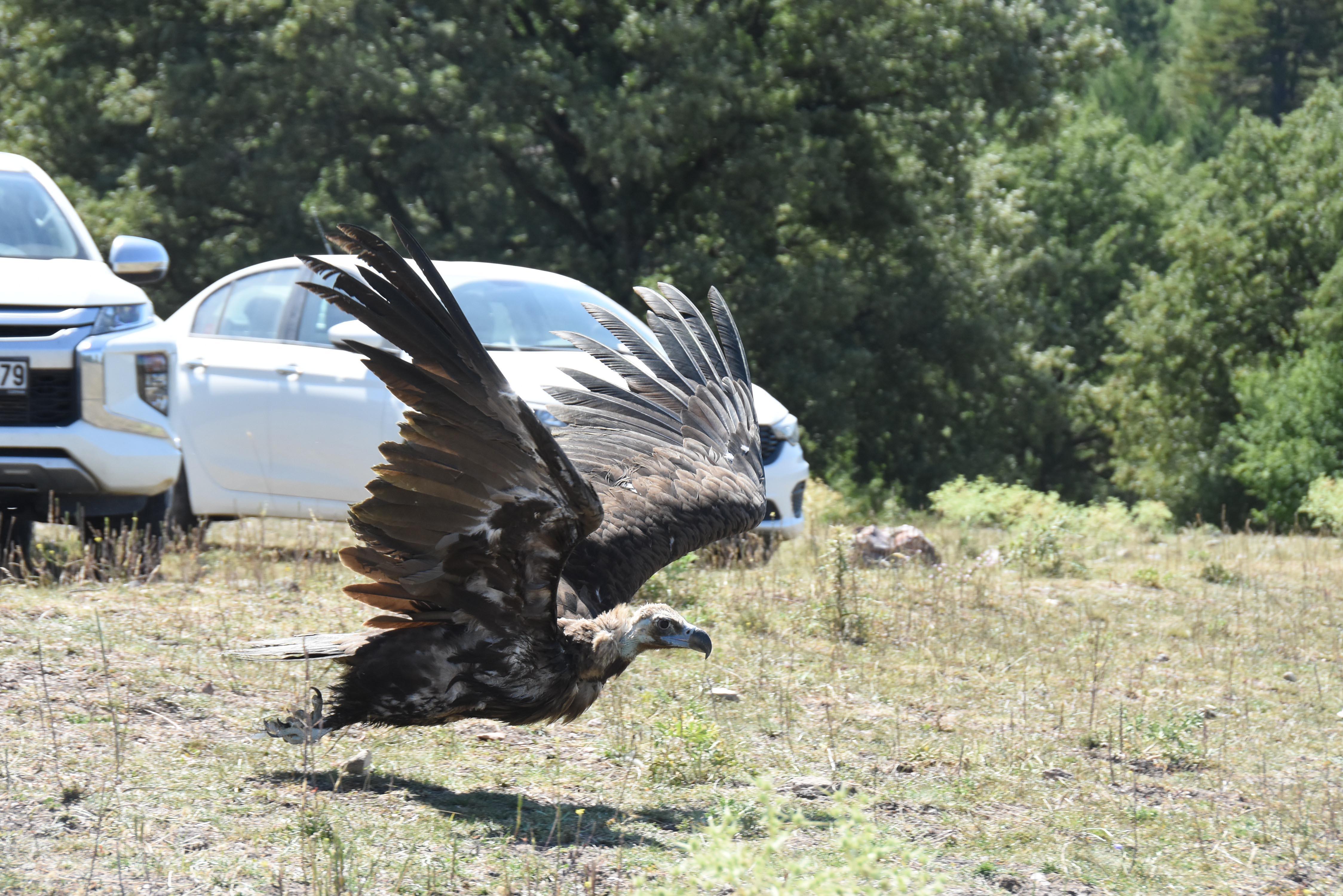 Kara akbabalar, en çok zehirlenerek ölüyor
