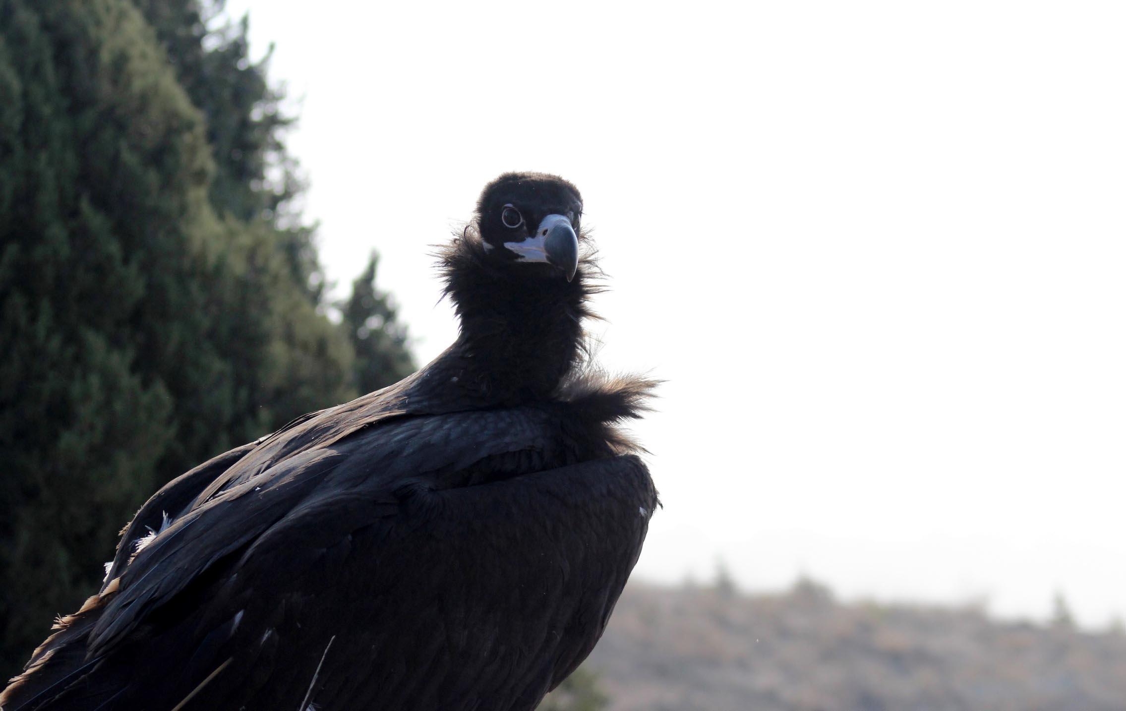 Kara akbabalar, en çok zehirlenerek ölüyor
