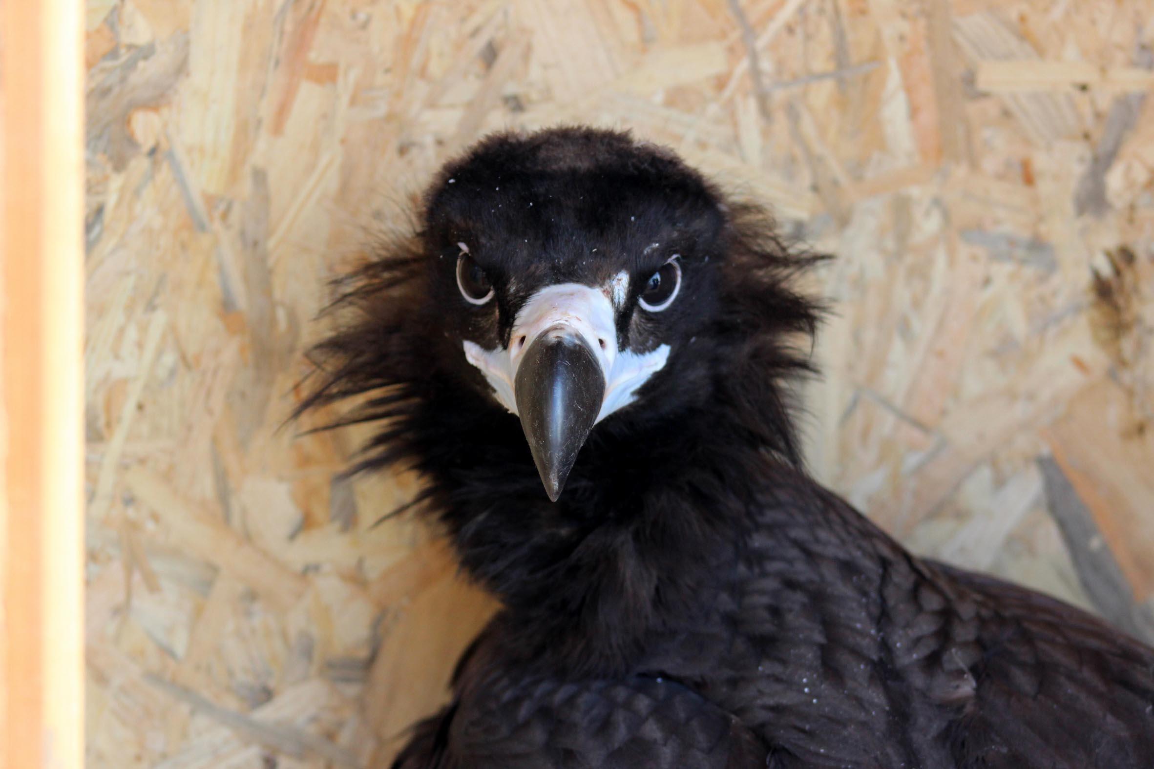 Kara akbabalar, en çok zehirlenerek ölüyor