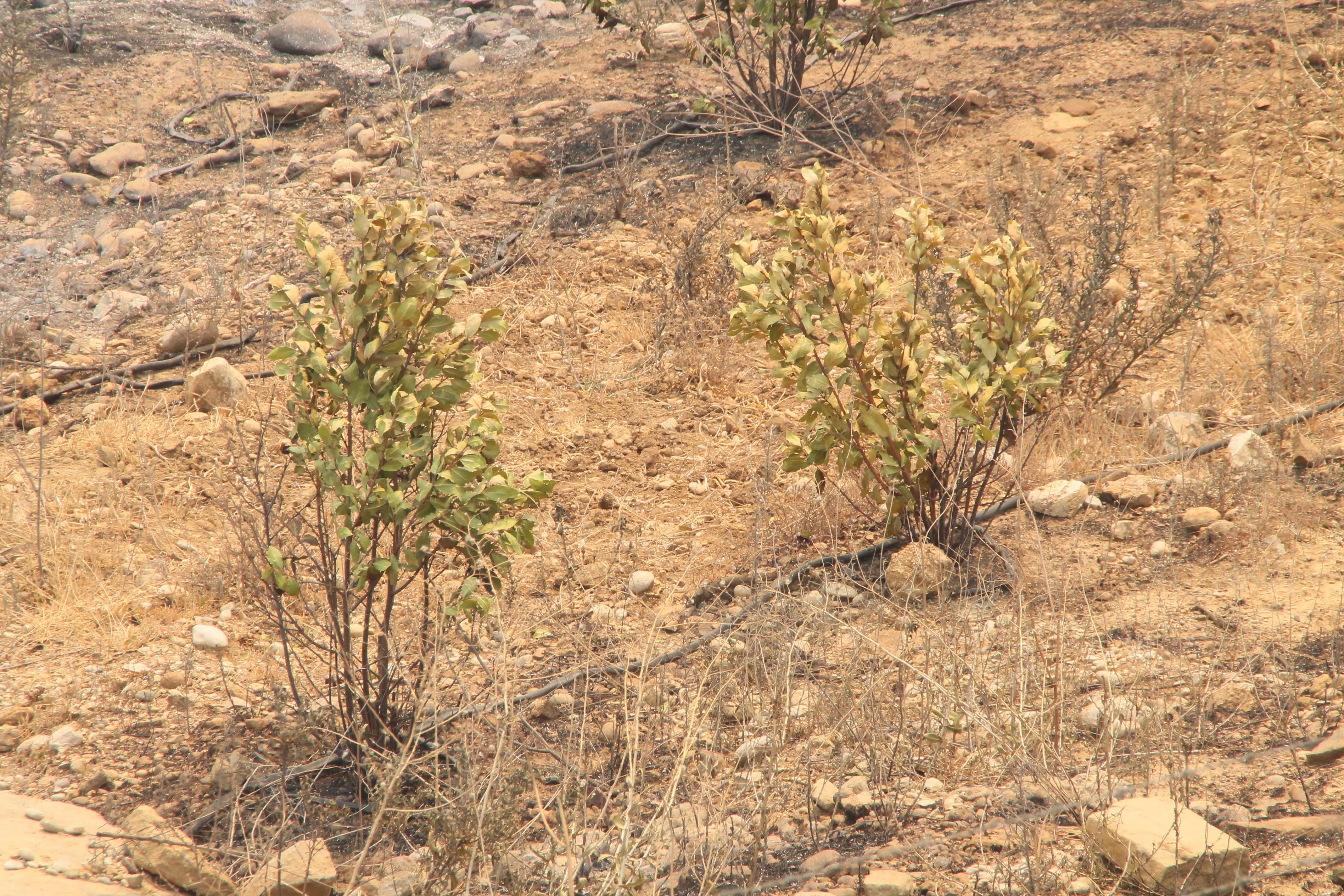 Manavgattaki büyük yangın 4üncü gününde; 2 orman işçisi yaşamını yitirdi