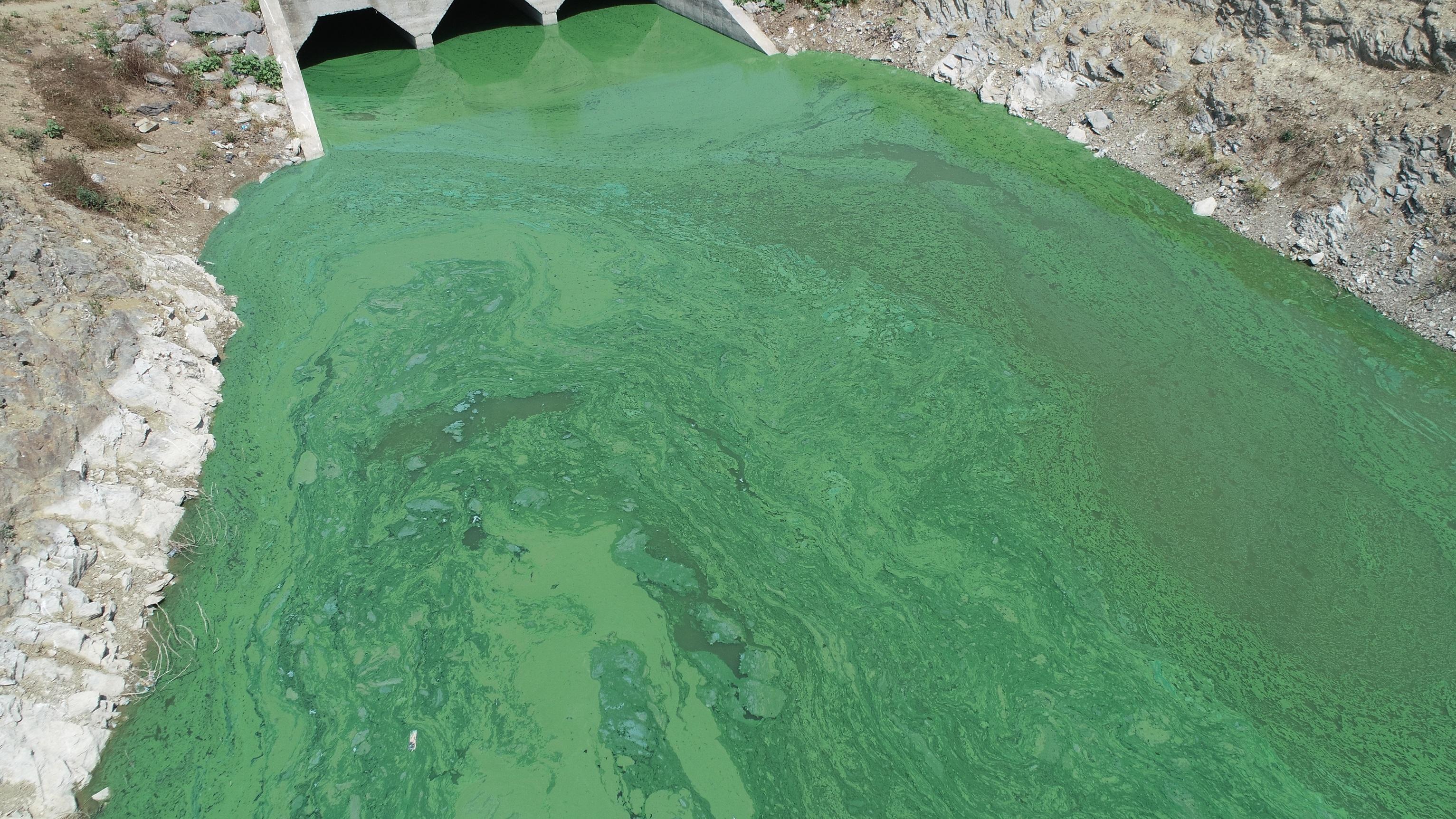 Sazlıdere Barajının yeşile dönen rengi tedirgin etti