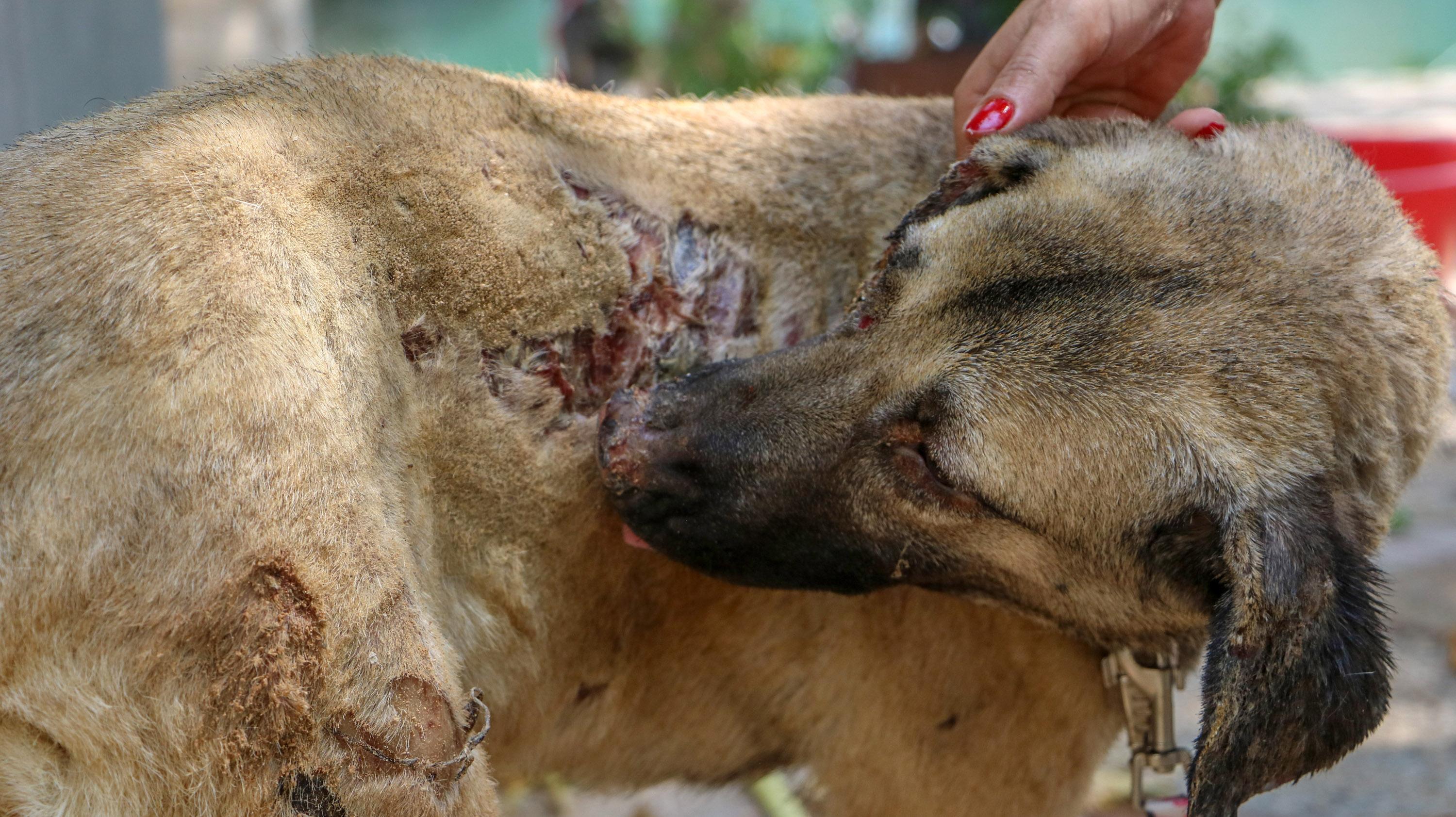 Turkey’s first field hospital for animals